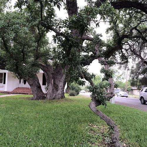 Live Oak II