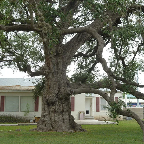 Live Oak III