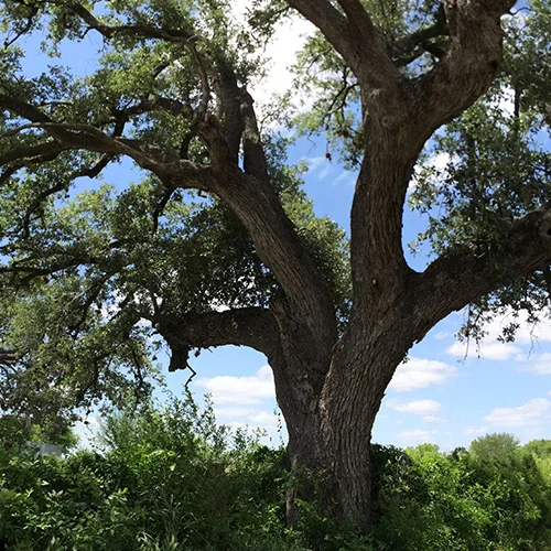 Live Oak