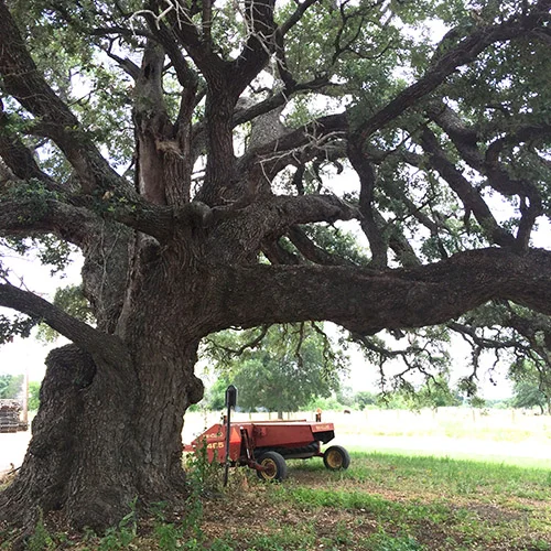 Old Evergreen Tree