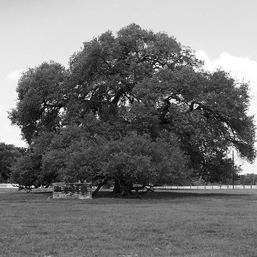 Runaway Scrape Oak
