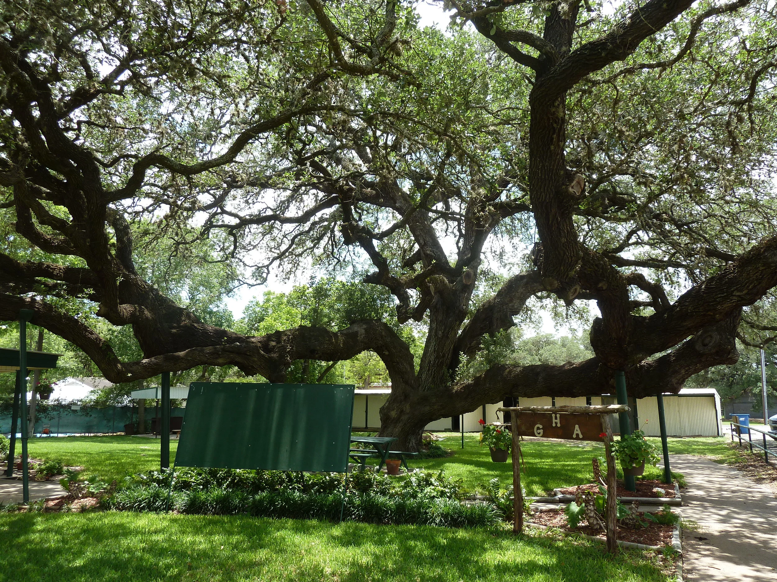Hanging Tree.