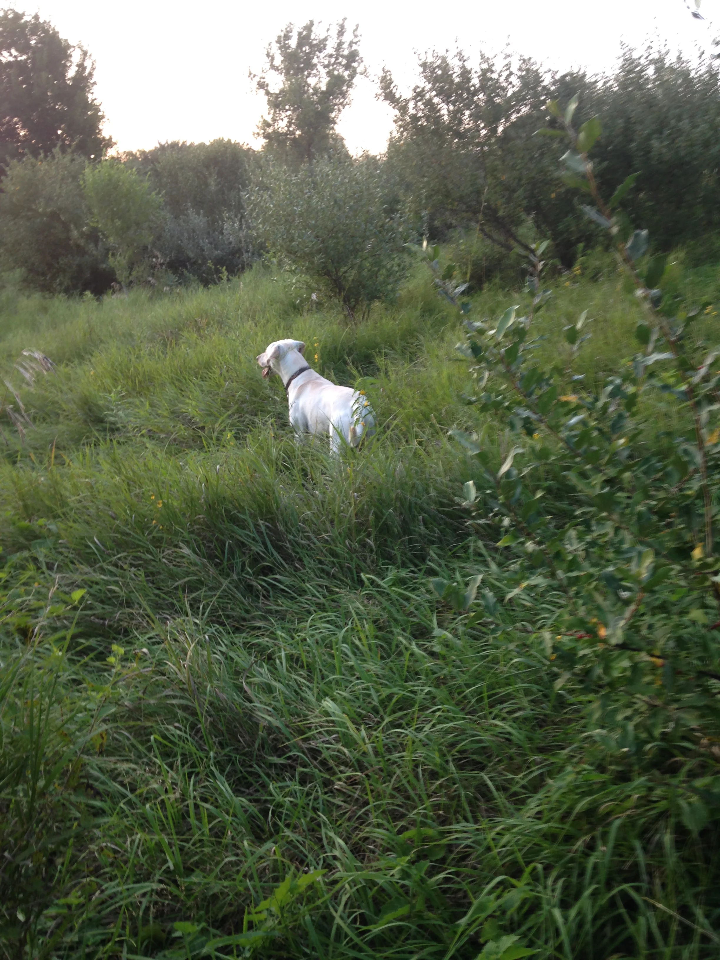 Willy-in-the-Weeds.jpg
