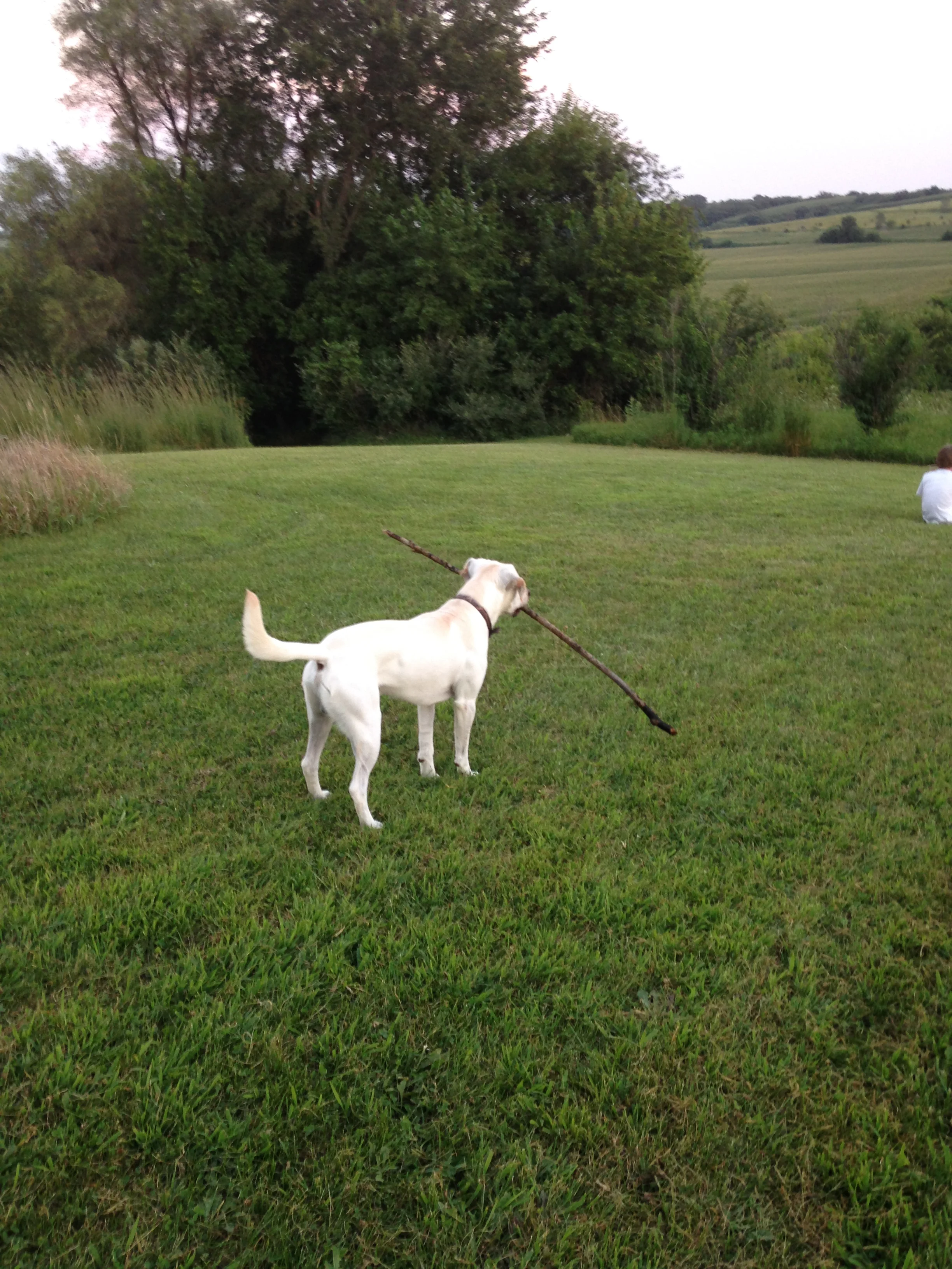 Willy-with-Stick.jpg