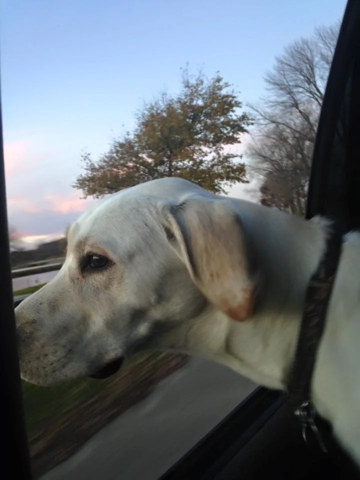 Willy-in-Car.jpg