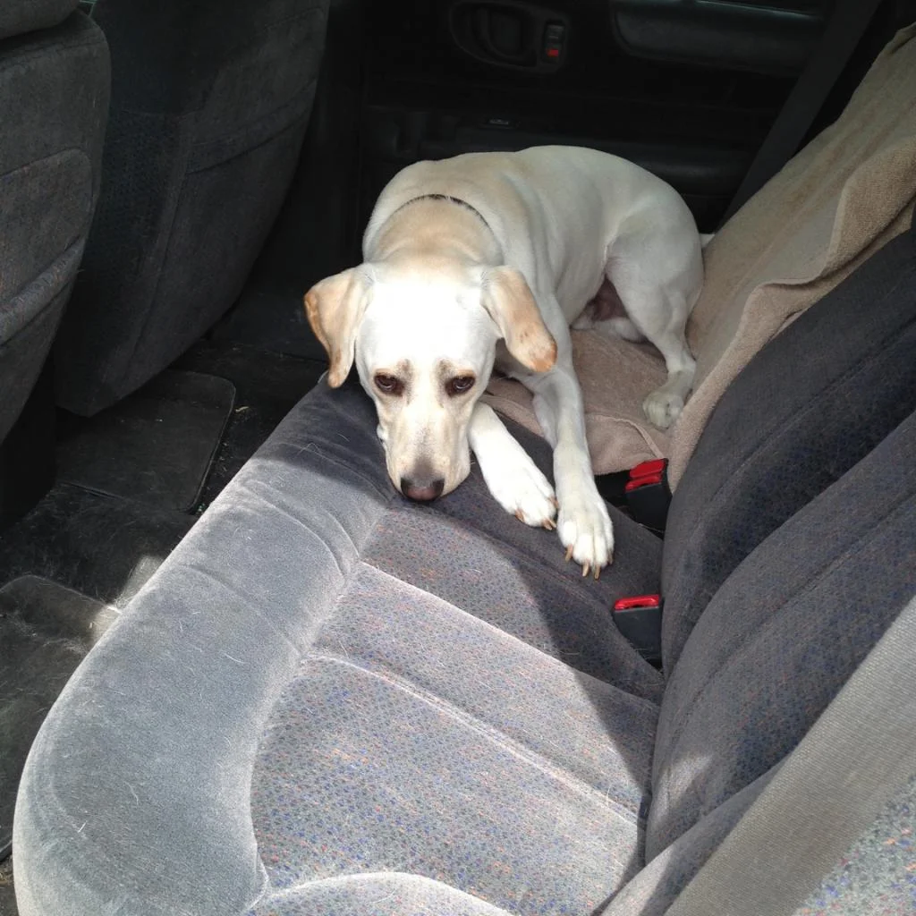 Willy-in-the-Car.jpg