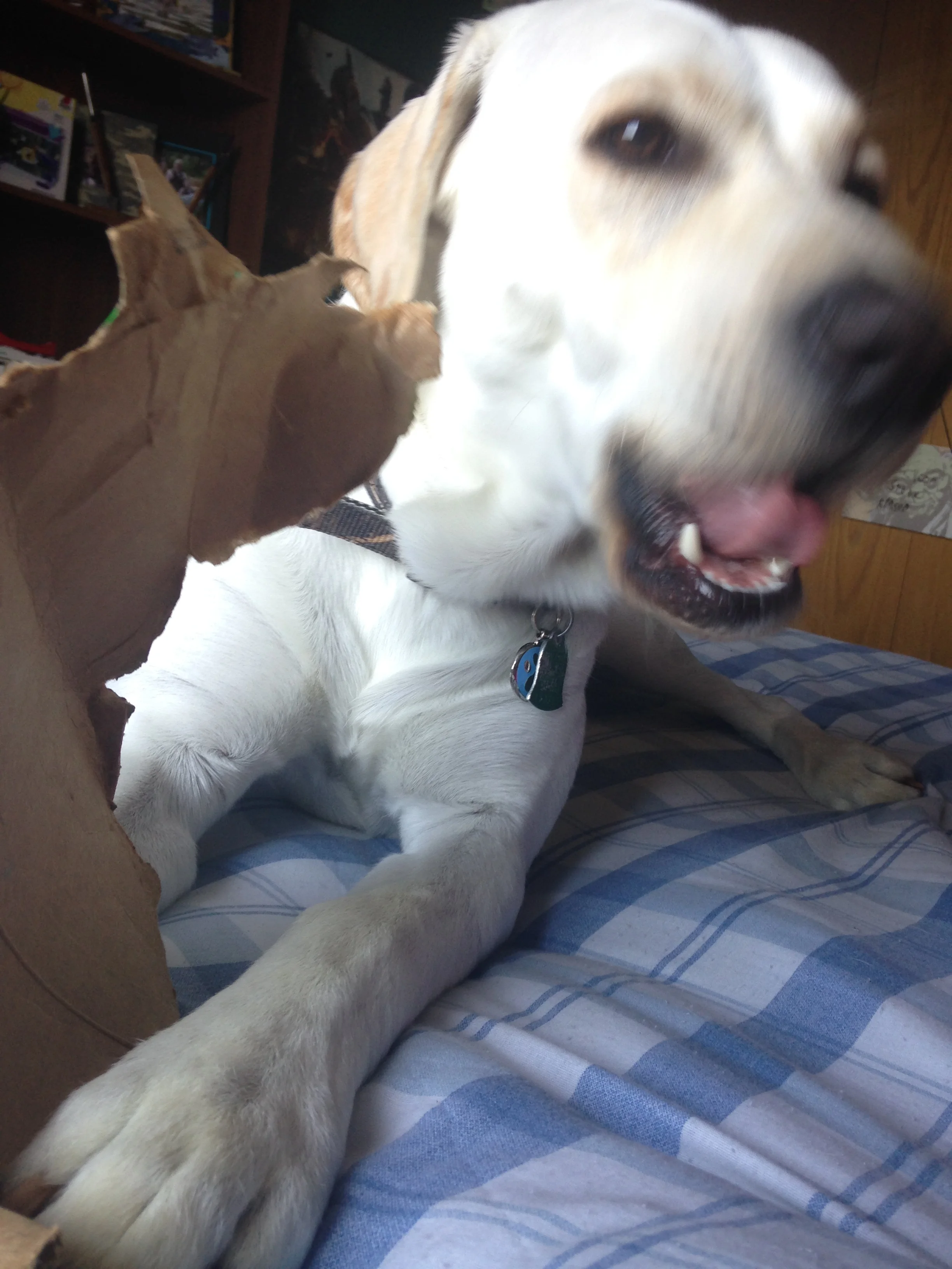 Willy-Chewing-Pop-Can-Box.jpg