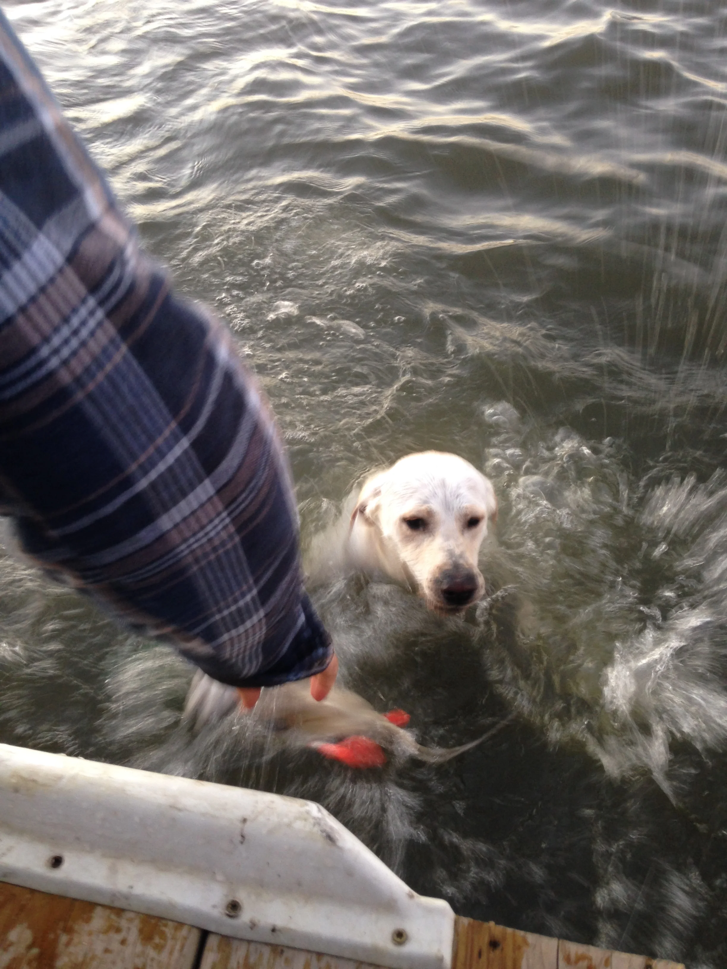 Willy-Retrieving.jpg