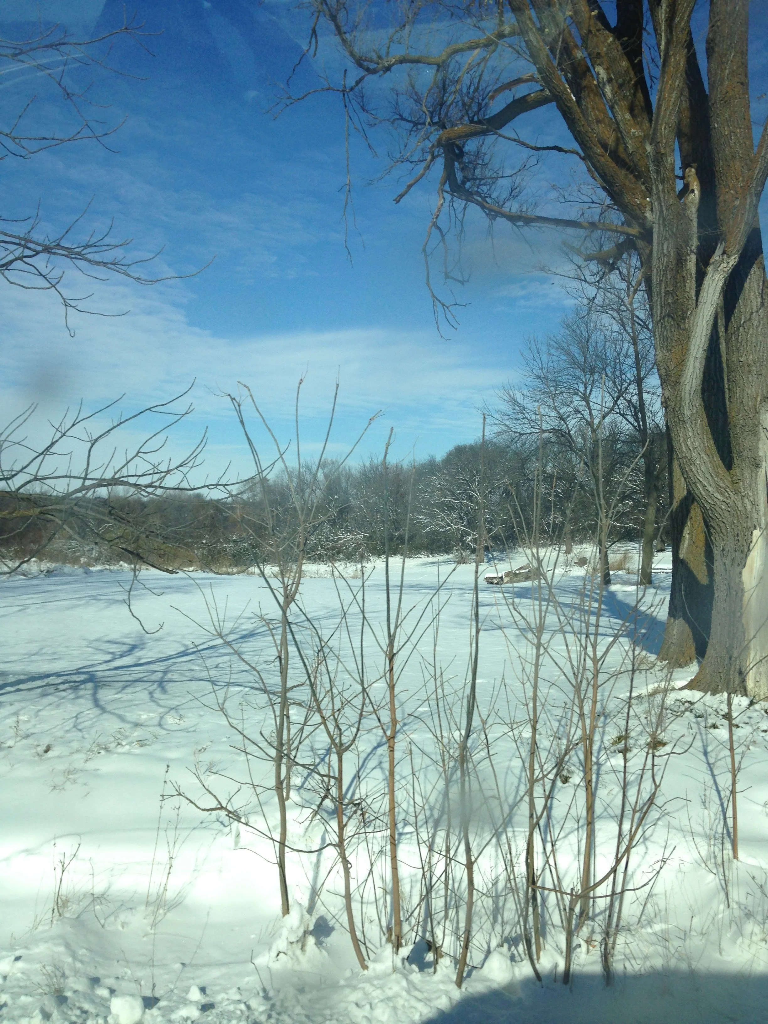 Winter-Trees.jpg