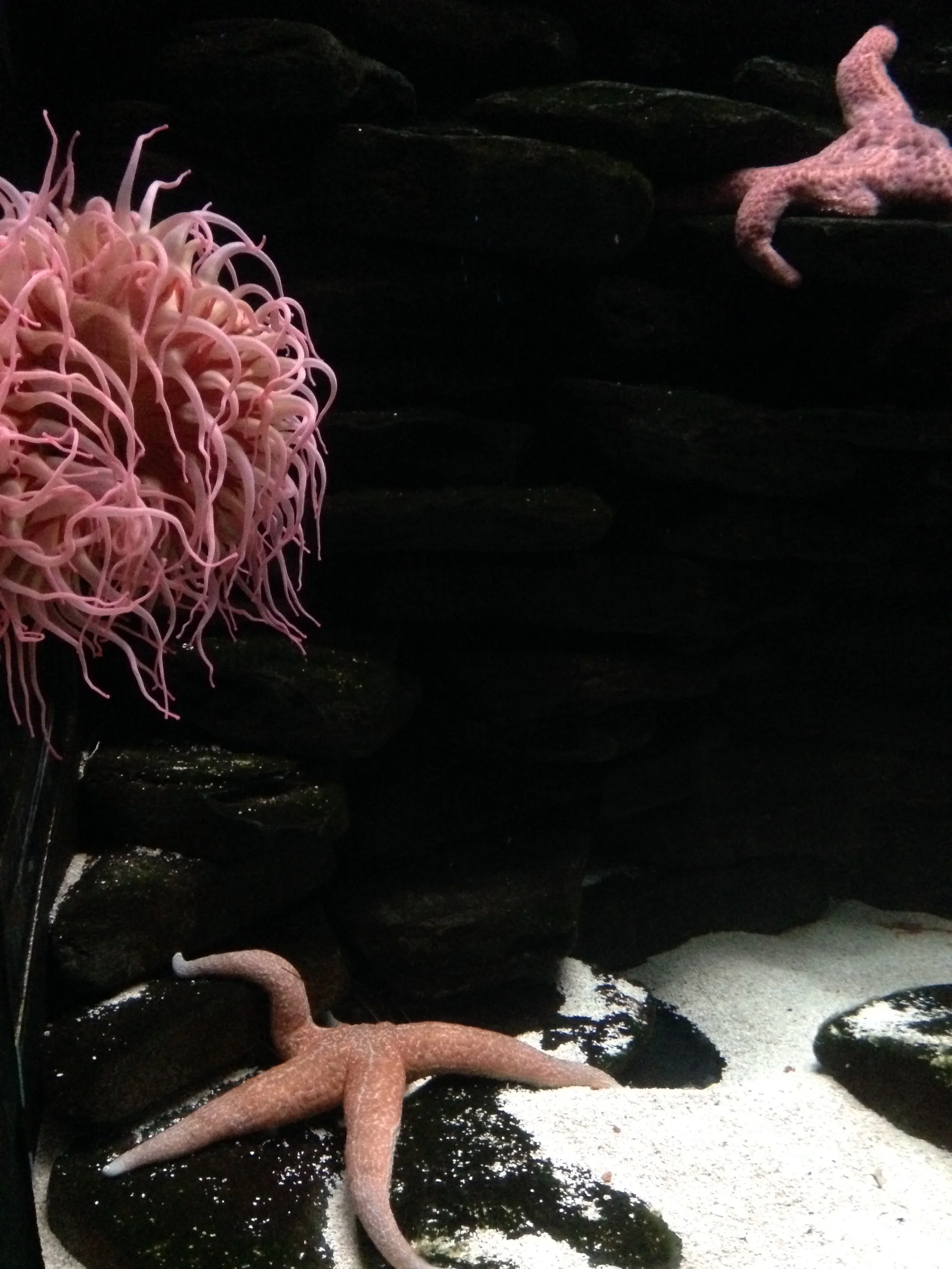 SeaWorld-Starfish.jpg