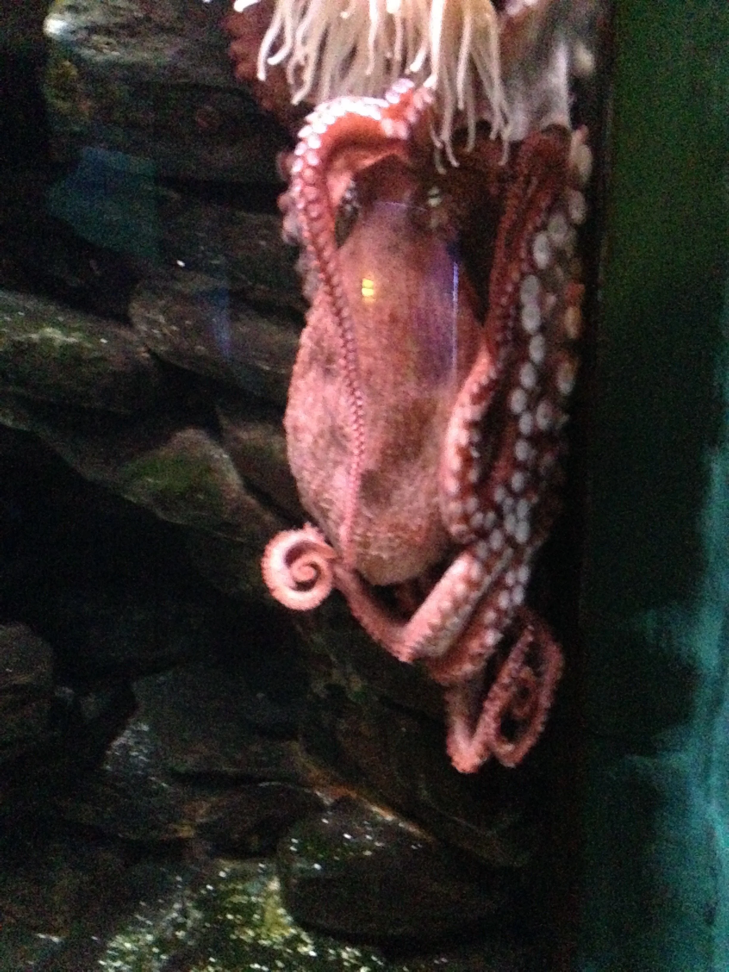 SeaWorld-Octopus.jpg