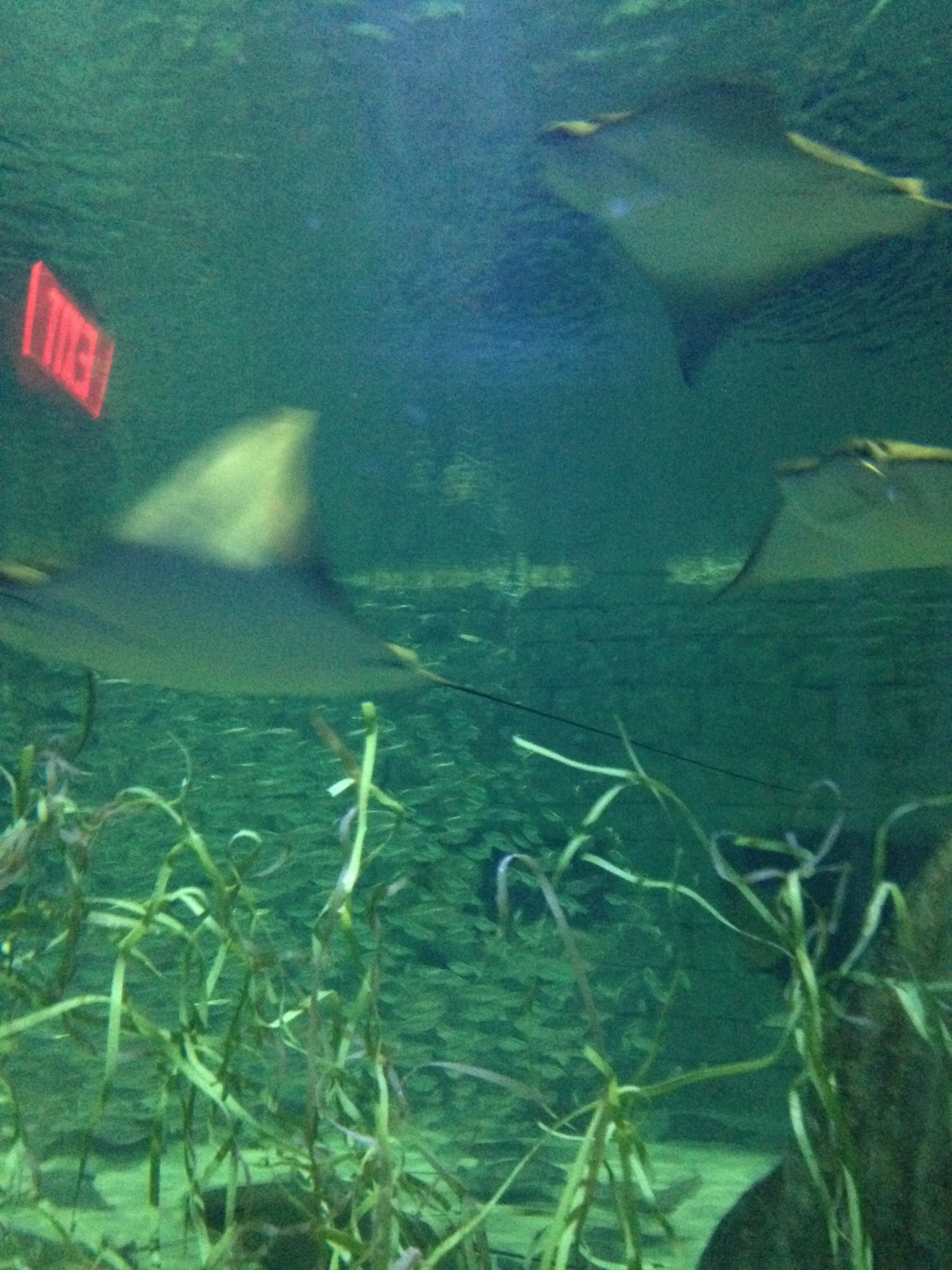 SeaWorld-Stingrays.jpg