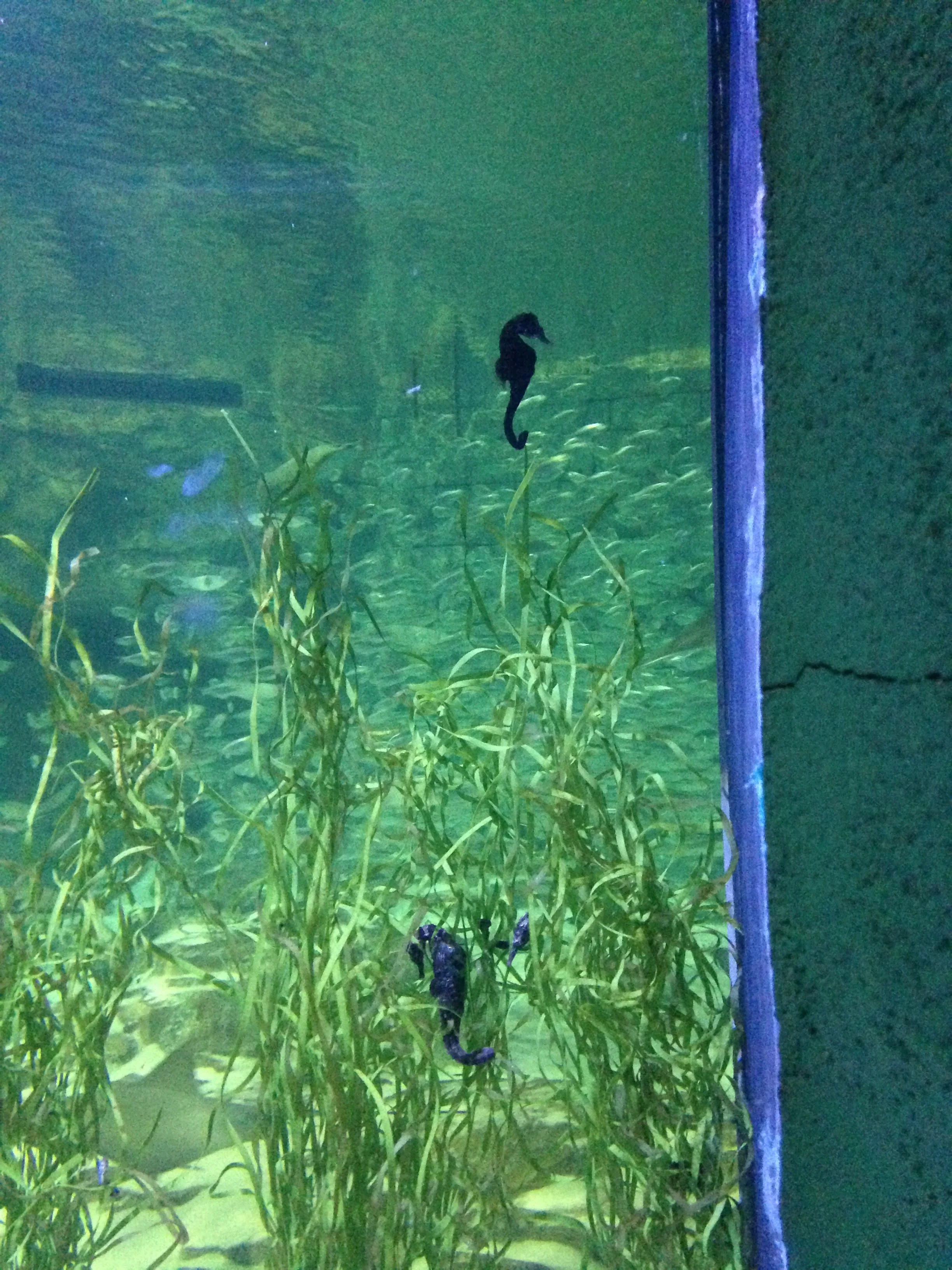 SeaWorld-Seahorse.jpg