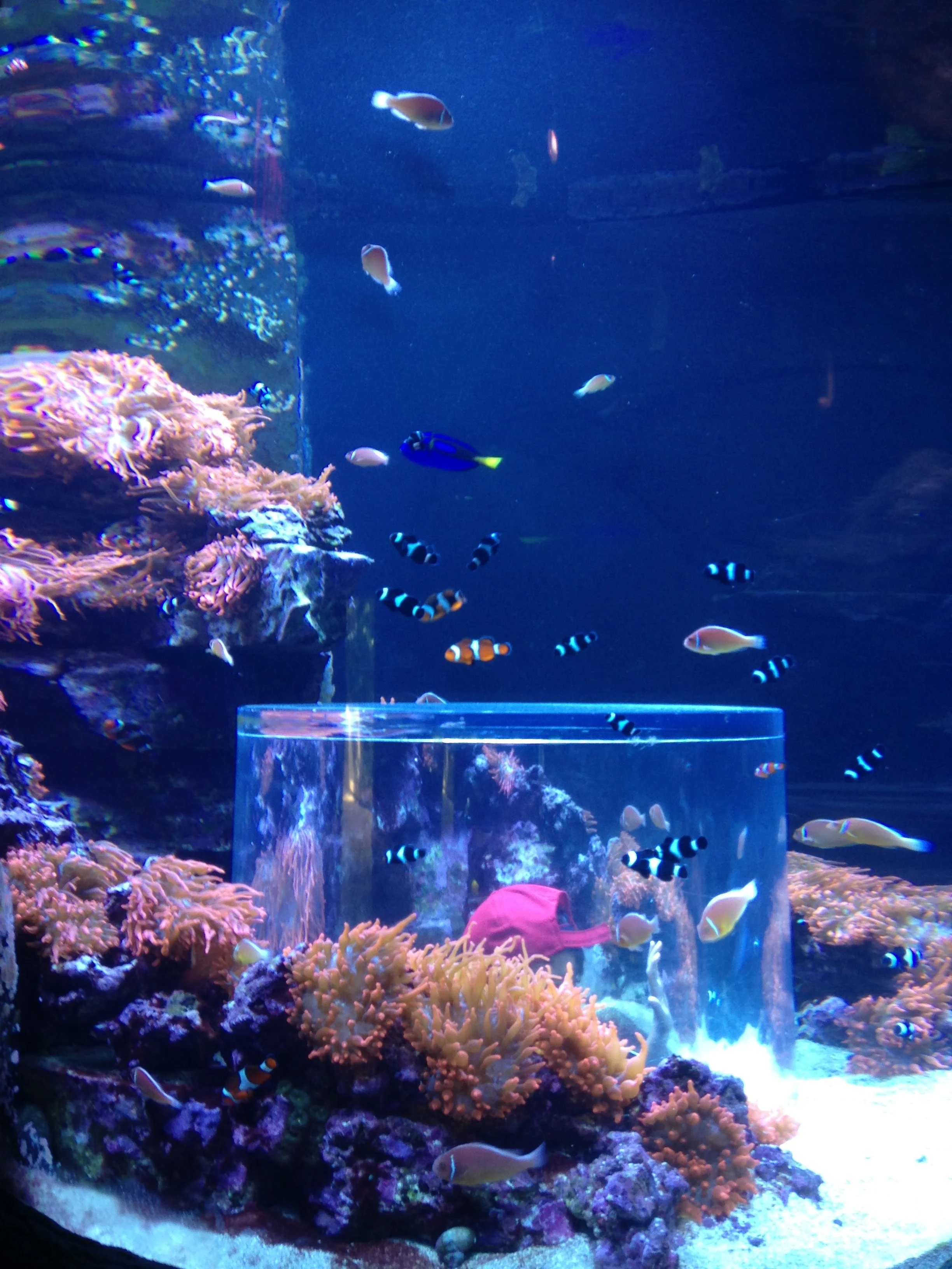 SeaWorld-Aquarium.jpg