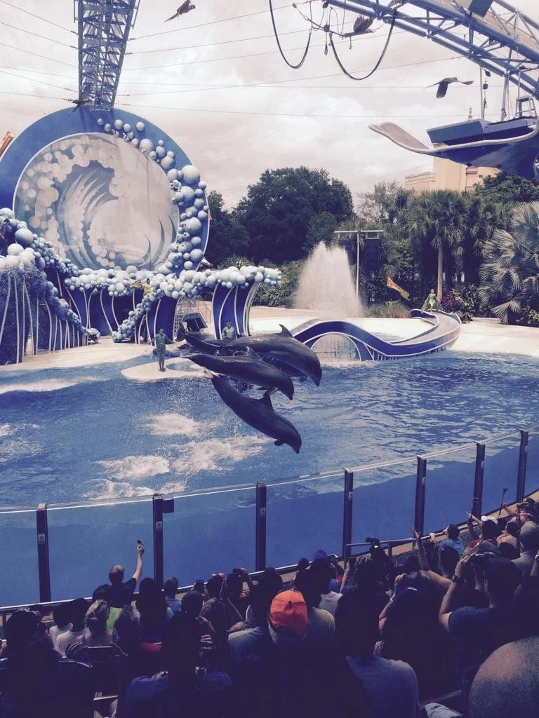 SeaWorld-Dolphins.jpg