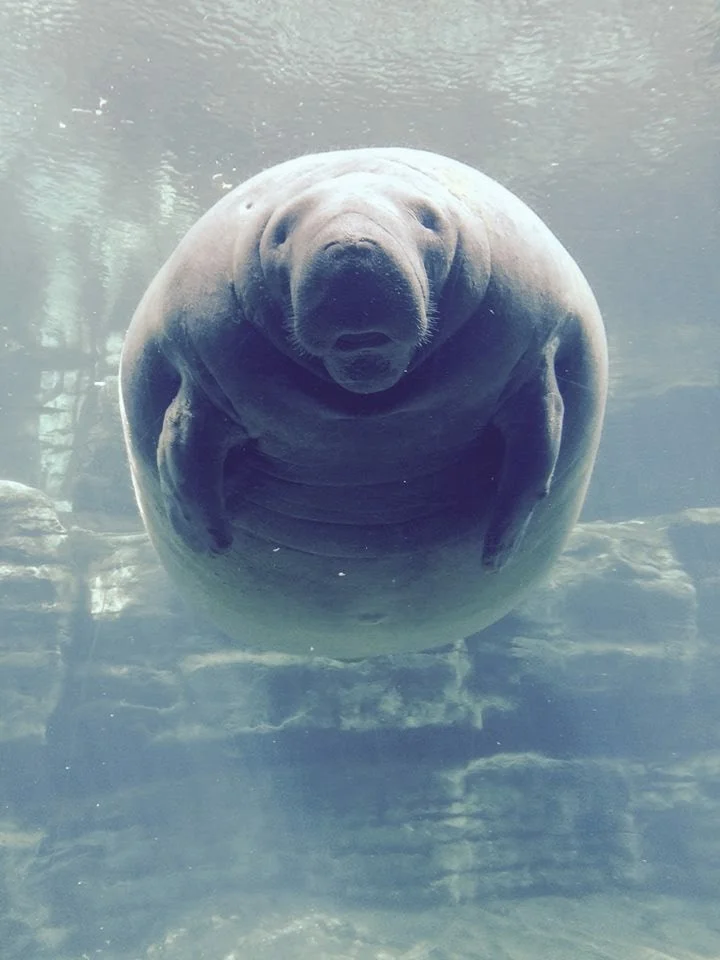 SeaWorld-Manatee.jpg