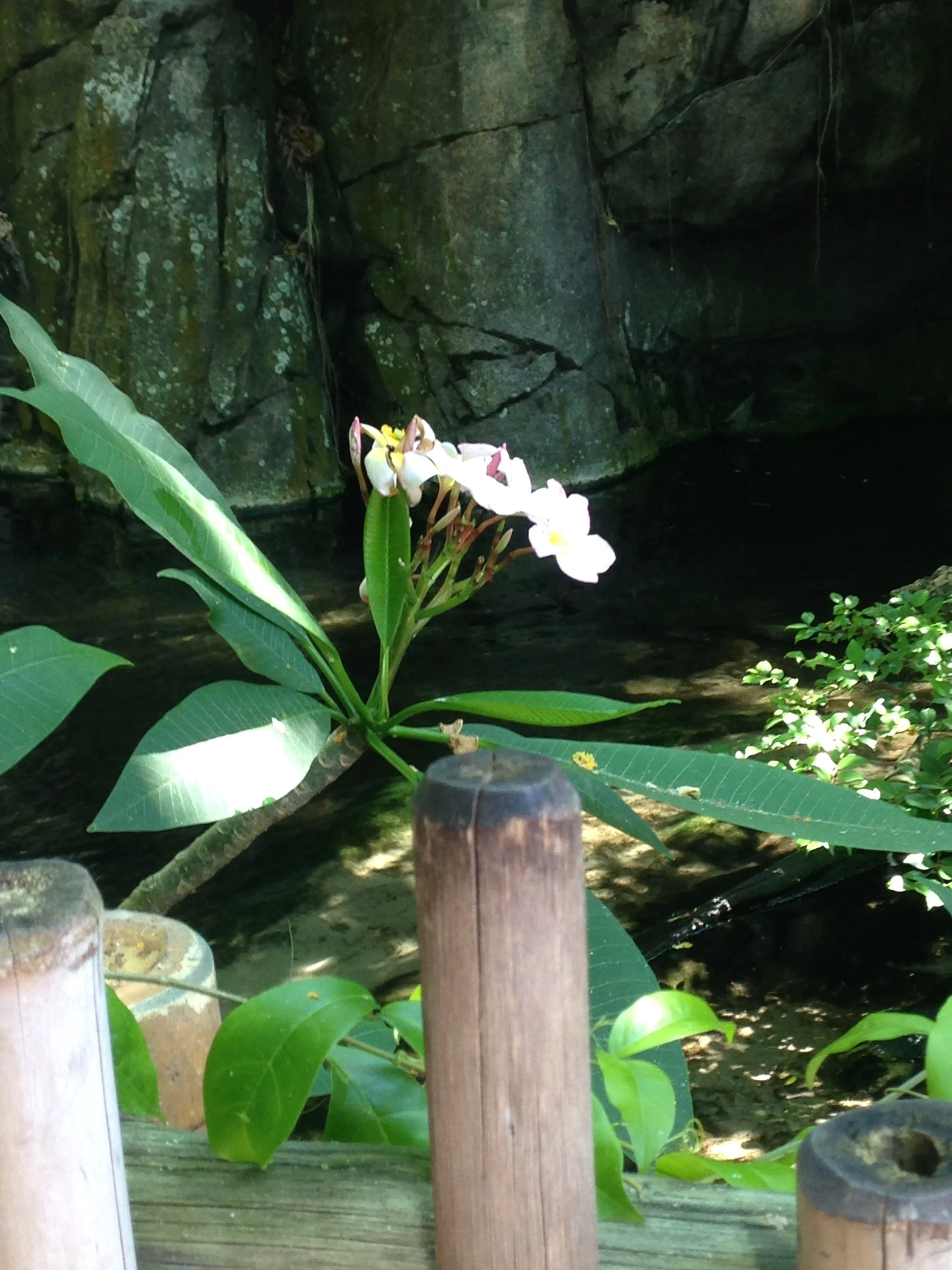 Animal-Kingdom-Flower.jpg