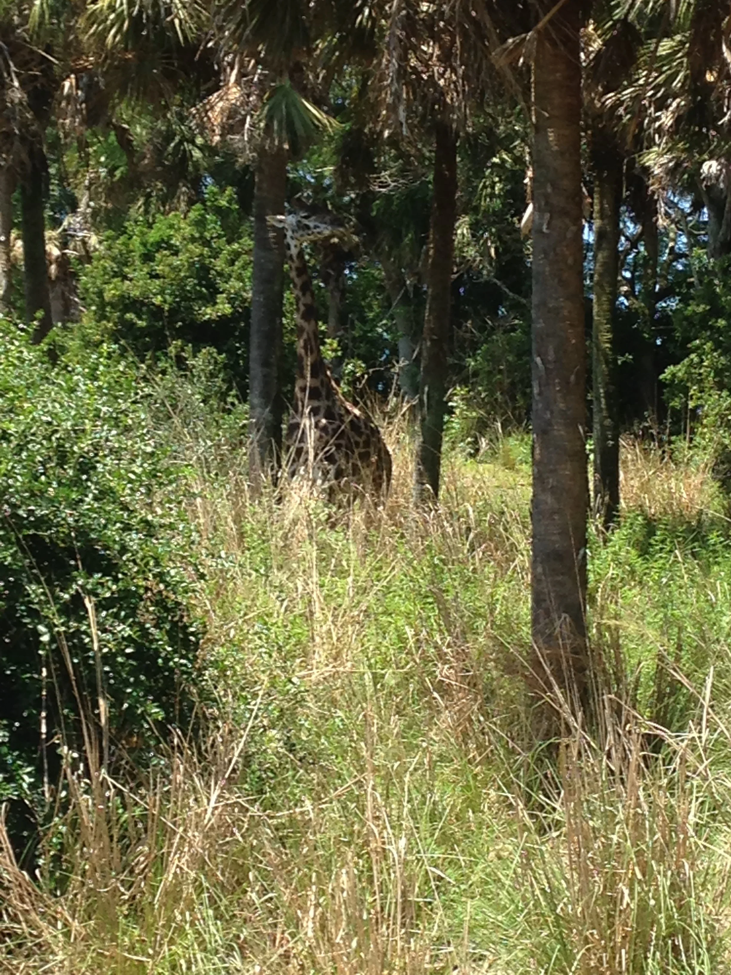 Animal-Kingdom-Giraffe2.jpg