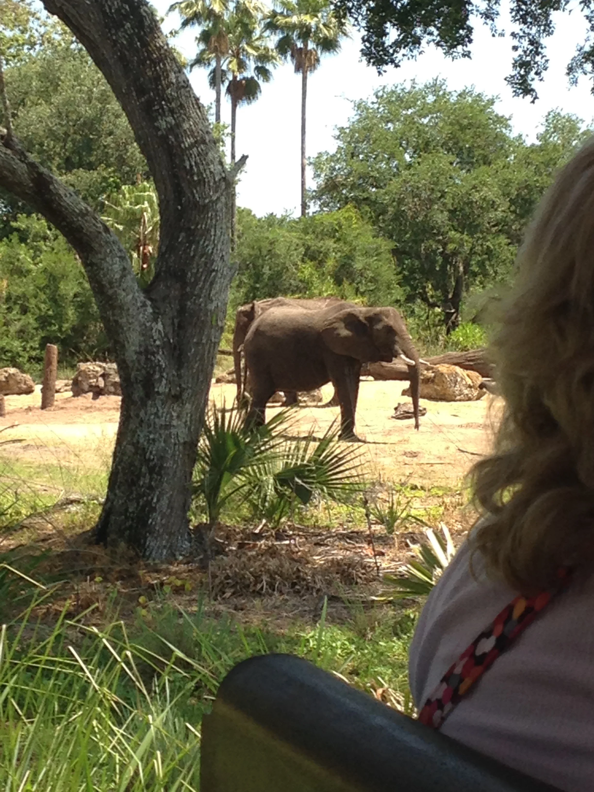 Animal-Kingdom-Elephants.jpg