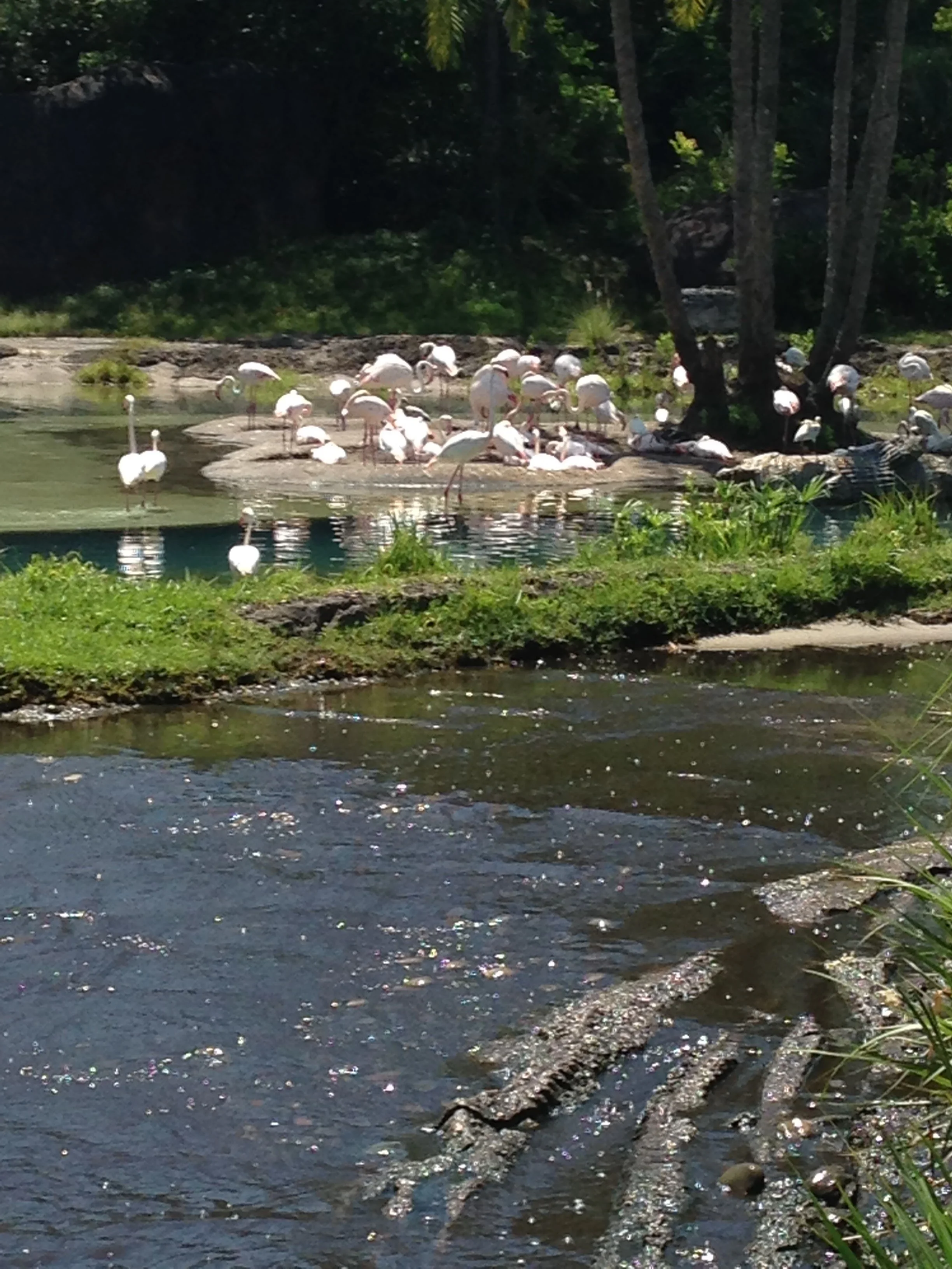 Animal-Kingdom-Flamingos.jpg