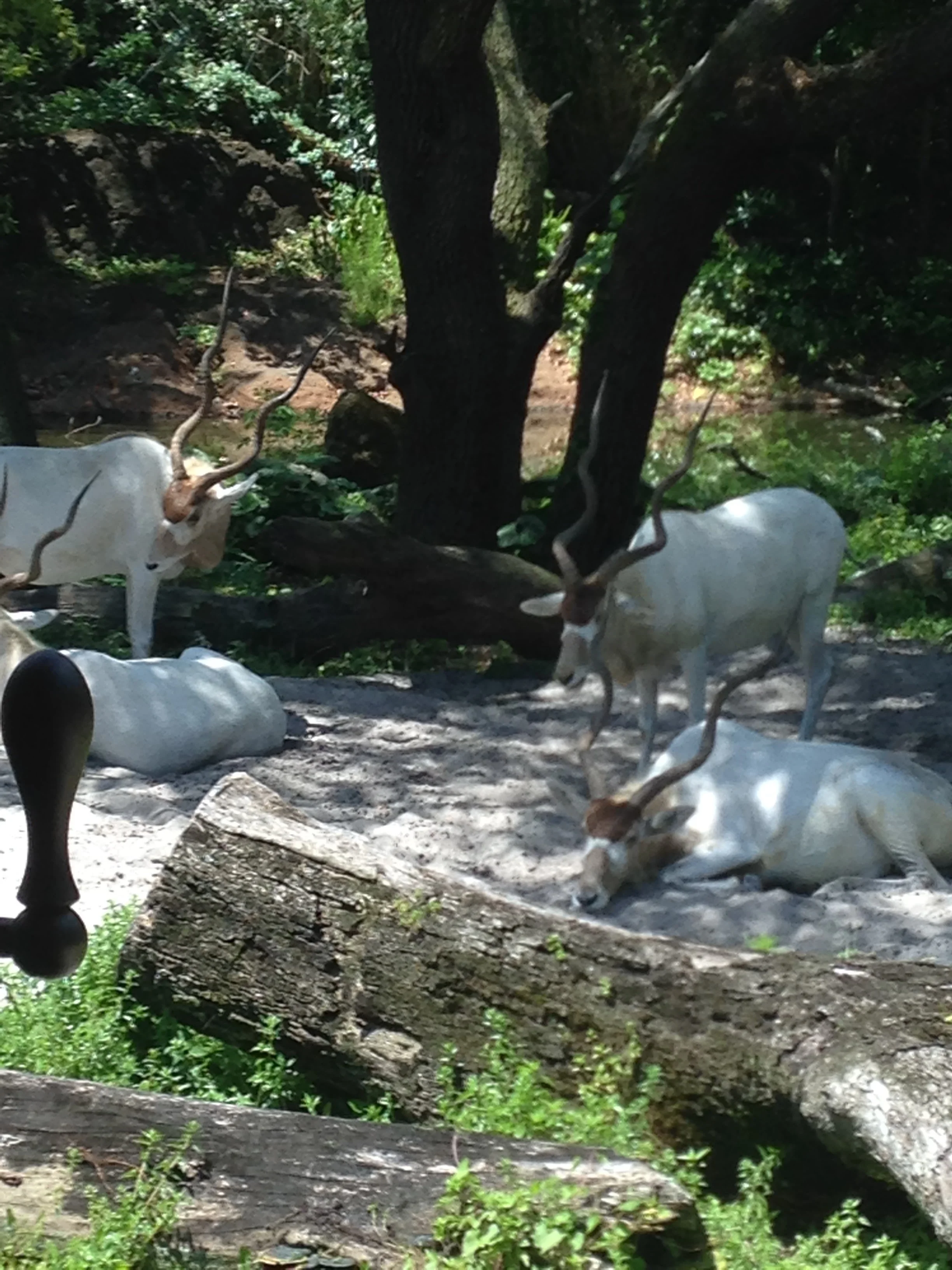 Animal-Kingdom-Gazelles.jpg