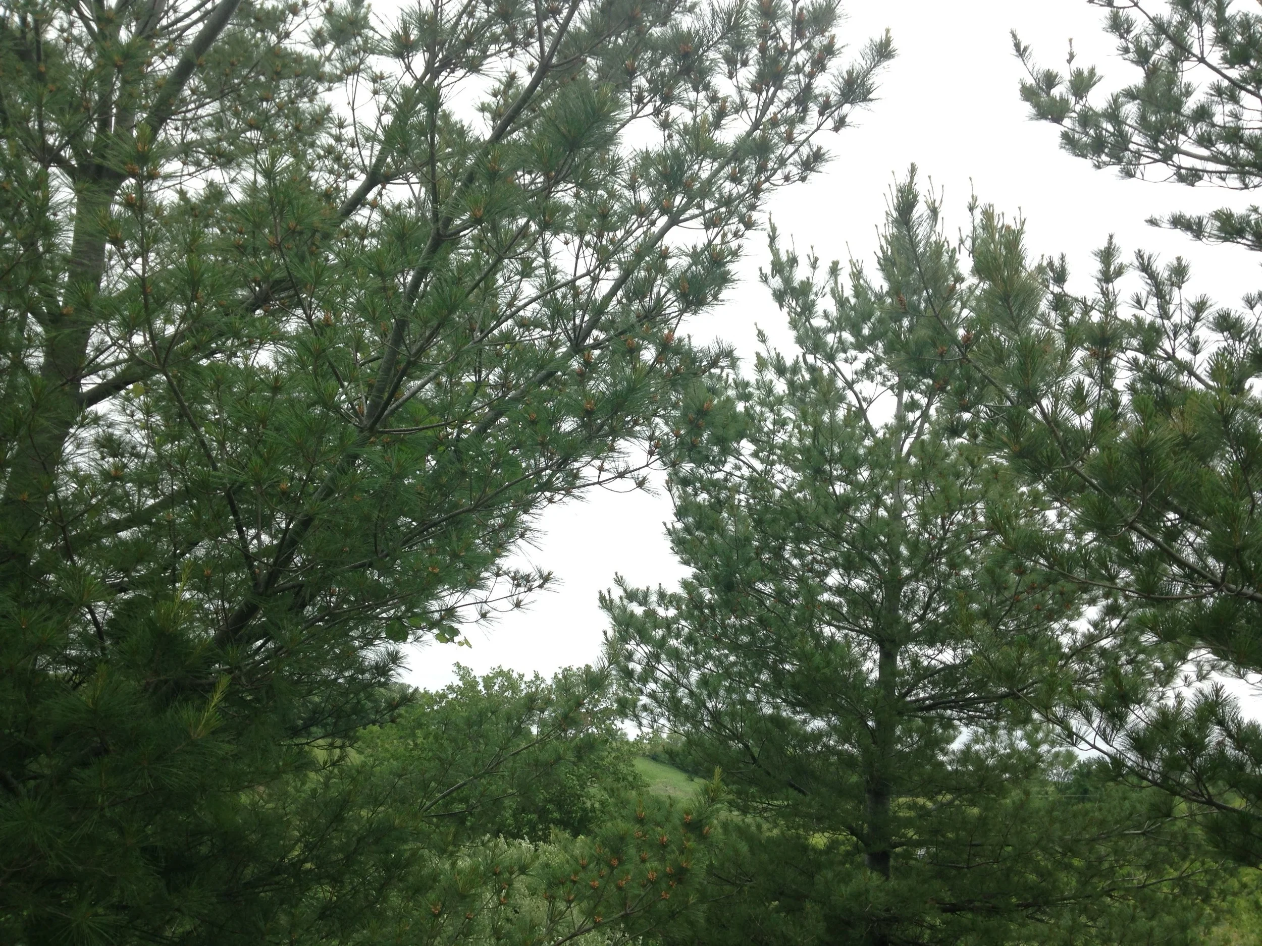 Pine-Trees.jpg