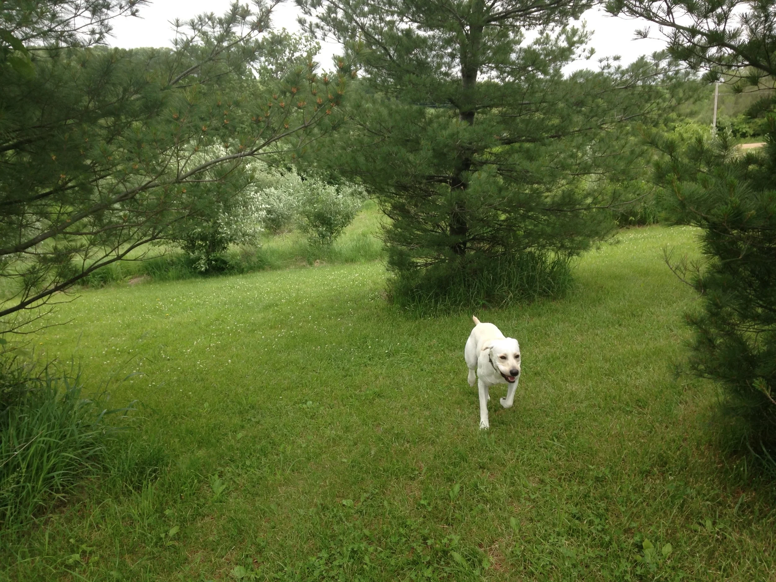 Willy-Pine-Trees.jpg