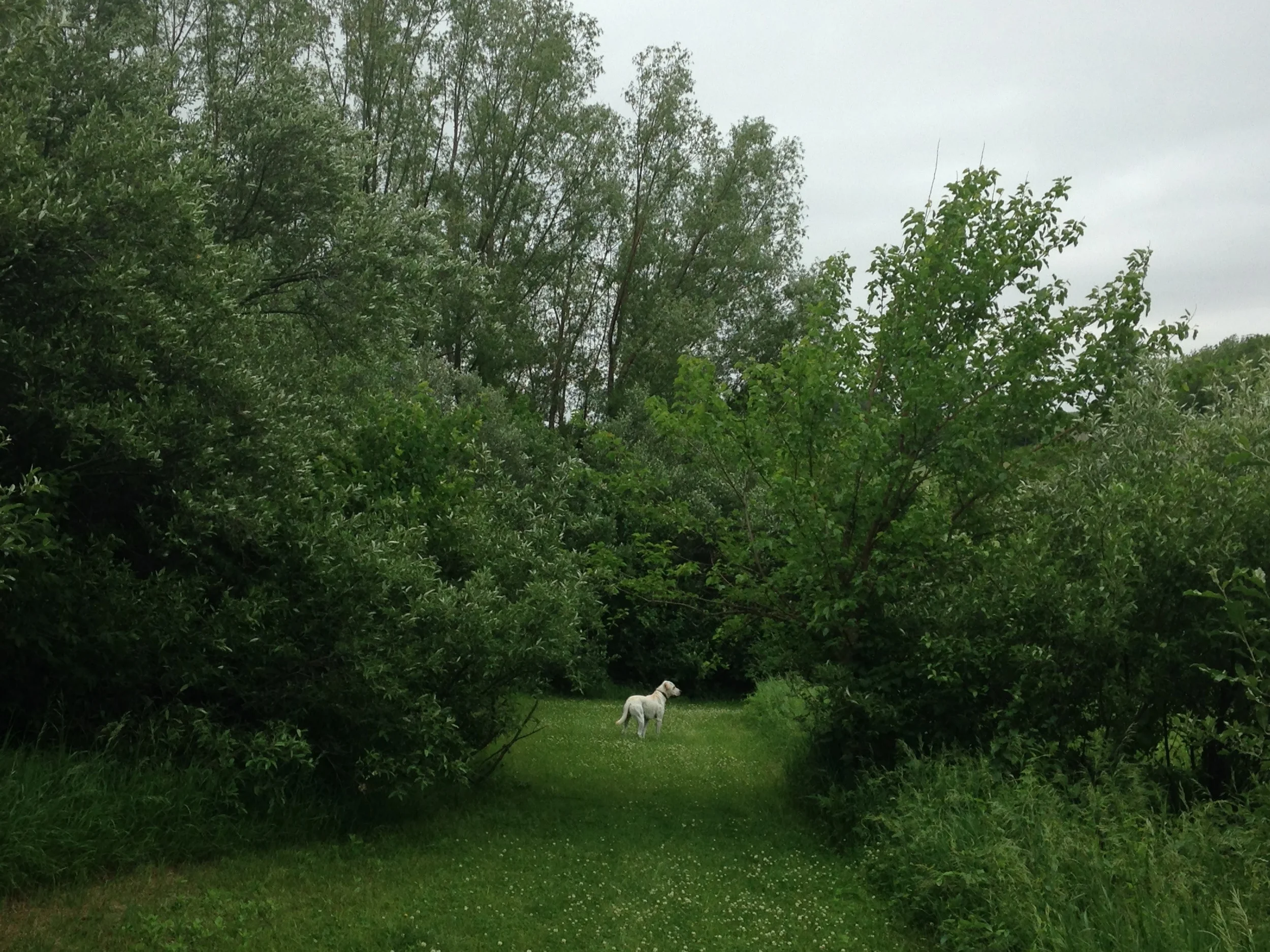 Willy-Trees-Trails.jpg