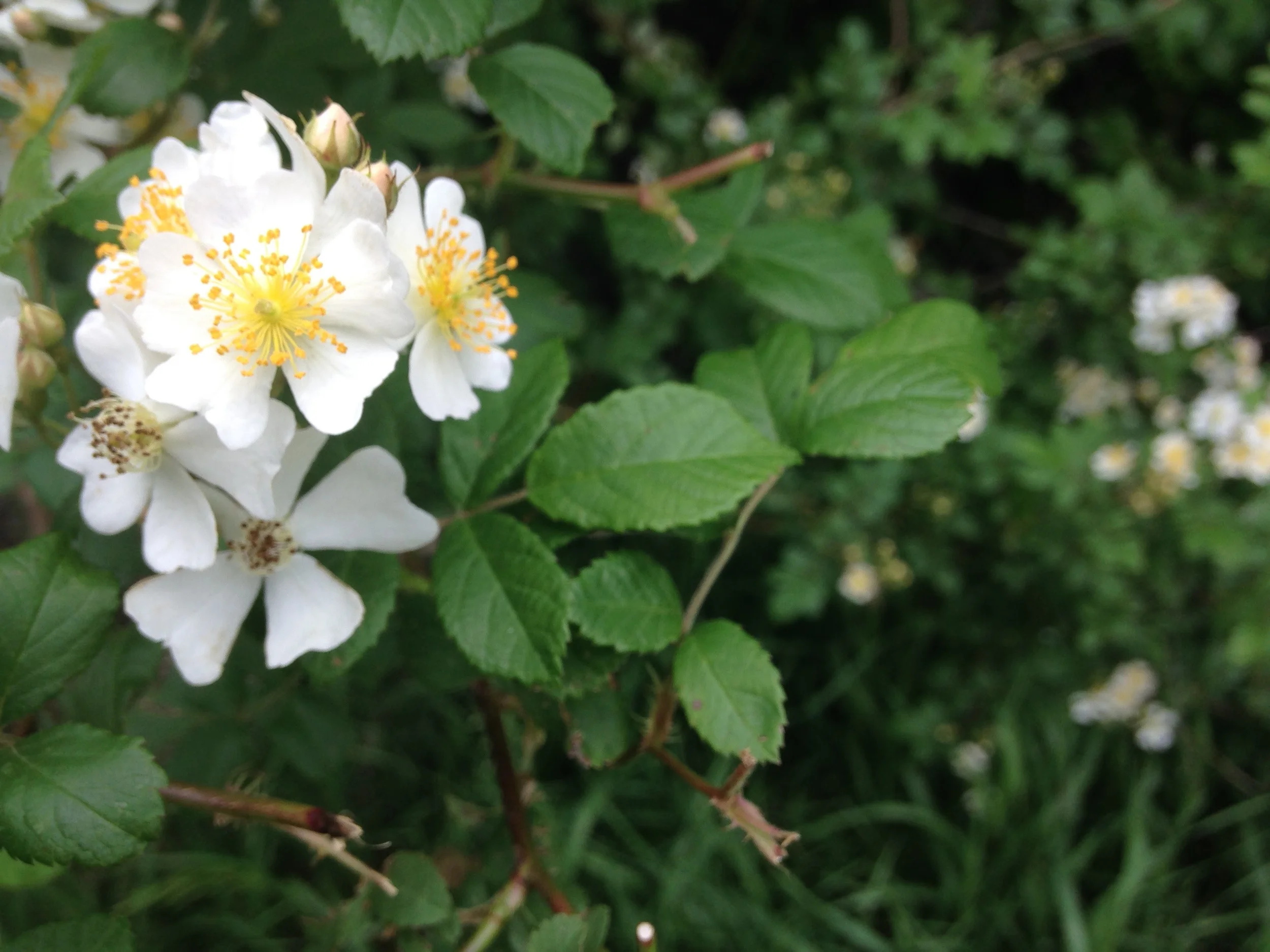 White-Yellow-Flower.jpg