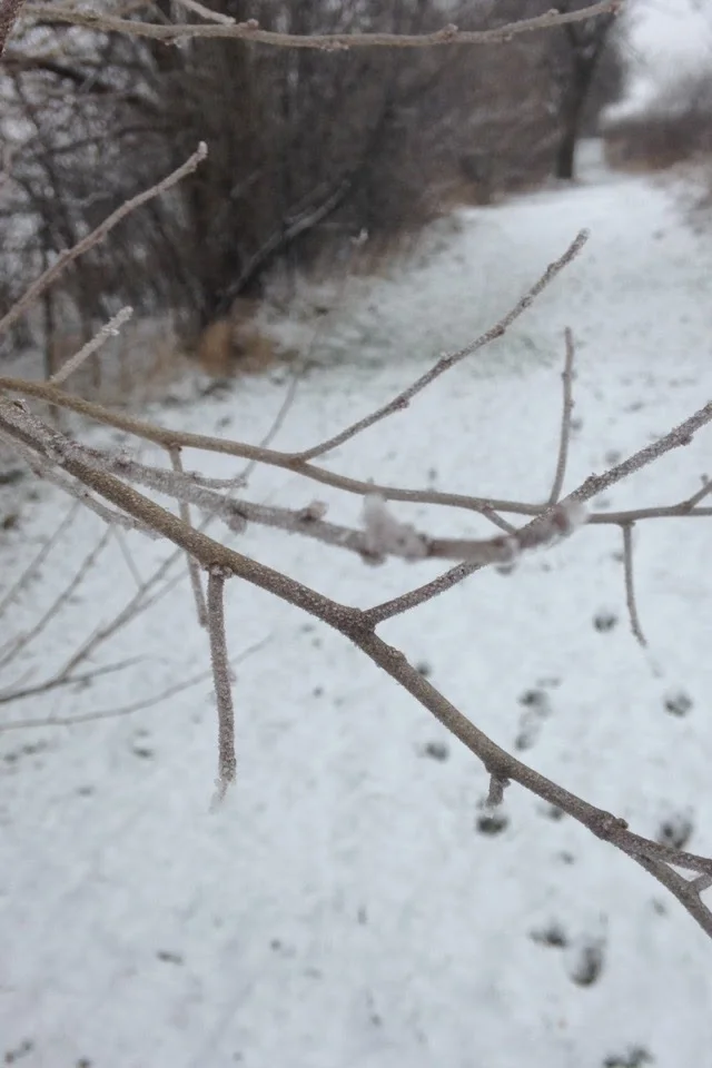 Winter-Day-Branch.jpg