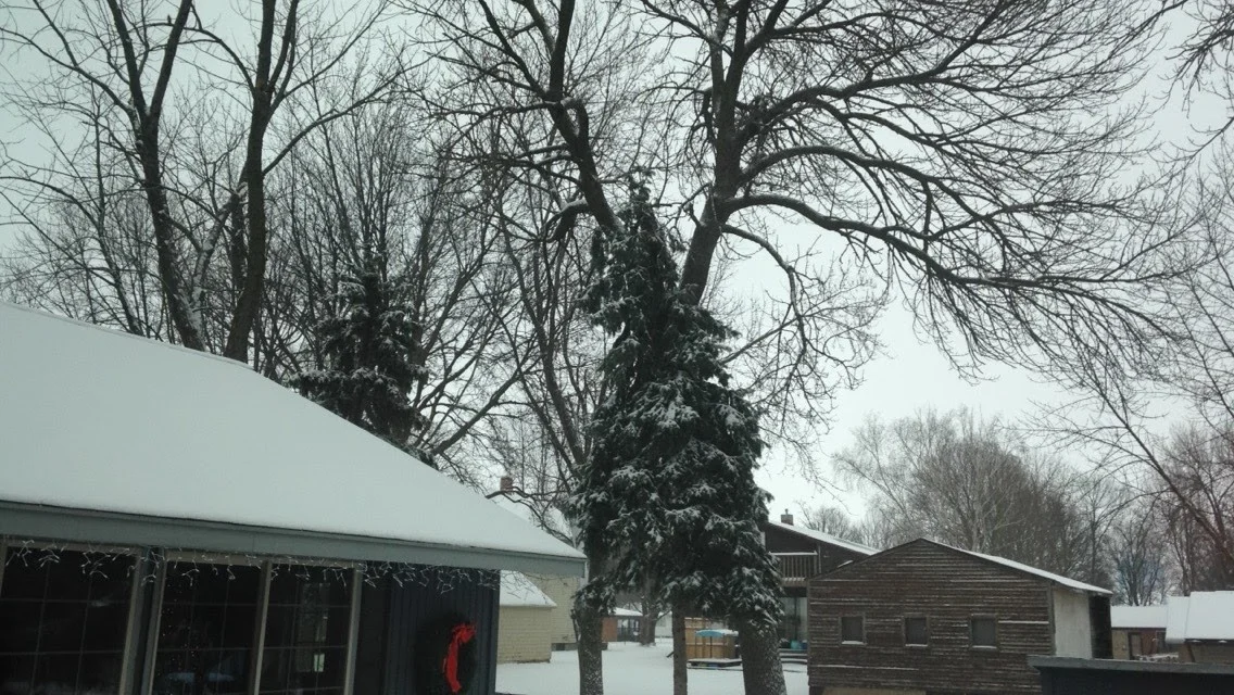Winter-Trees.jpg