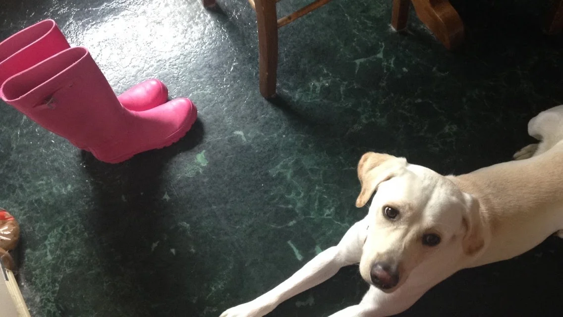 Pink-Rain-Boots-and-Willy.jpg