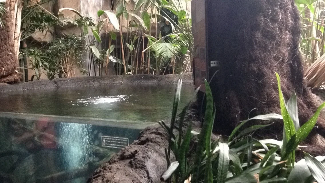 Rainforest-Pond.jpg