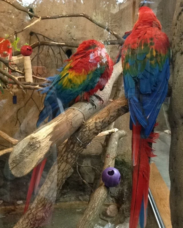 Rainbow-Parrots.jpg