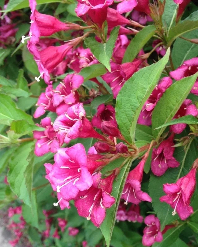 Fuchsia-Flowers.jpg