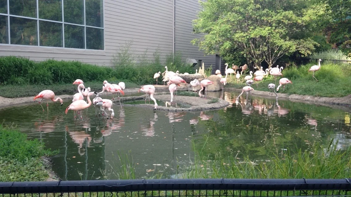 Flamingos.jpg