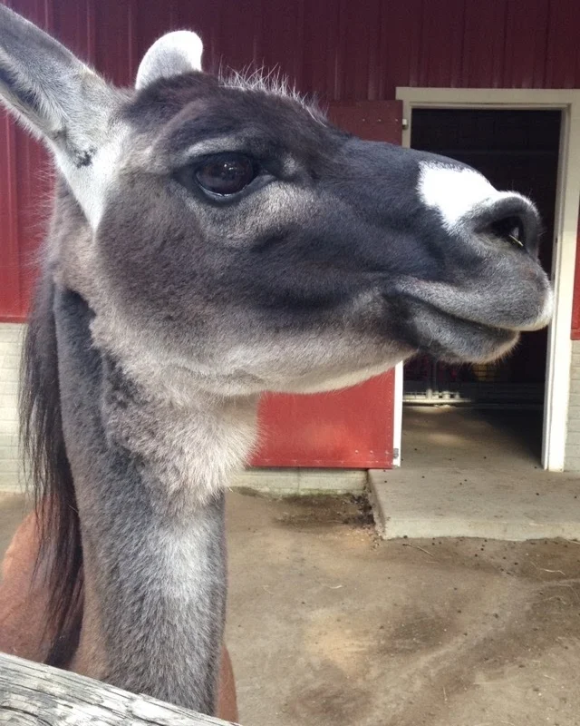 Llama.jpg