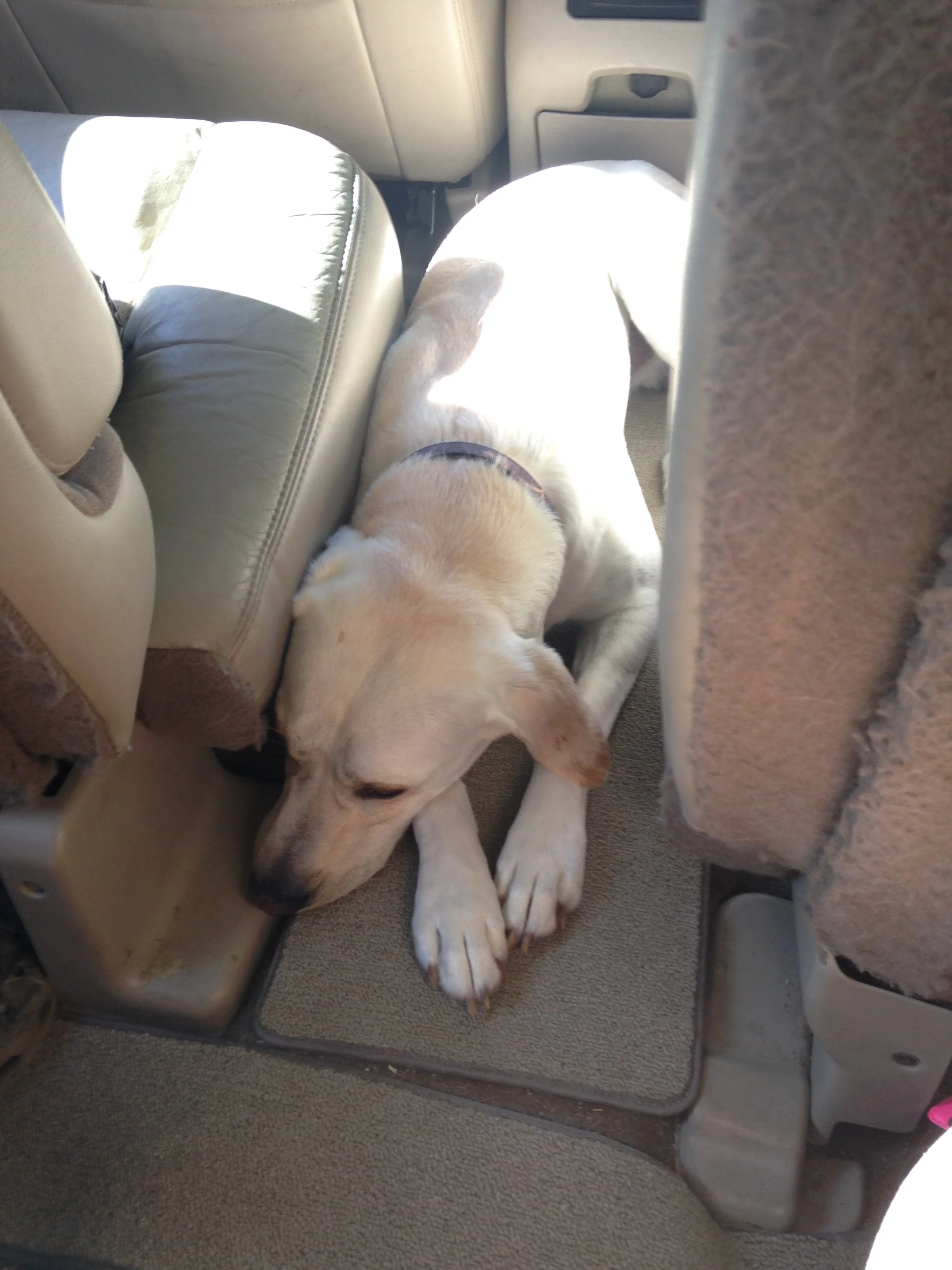 Willy-Laying-in-Car.jpg