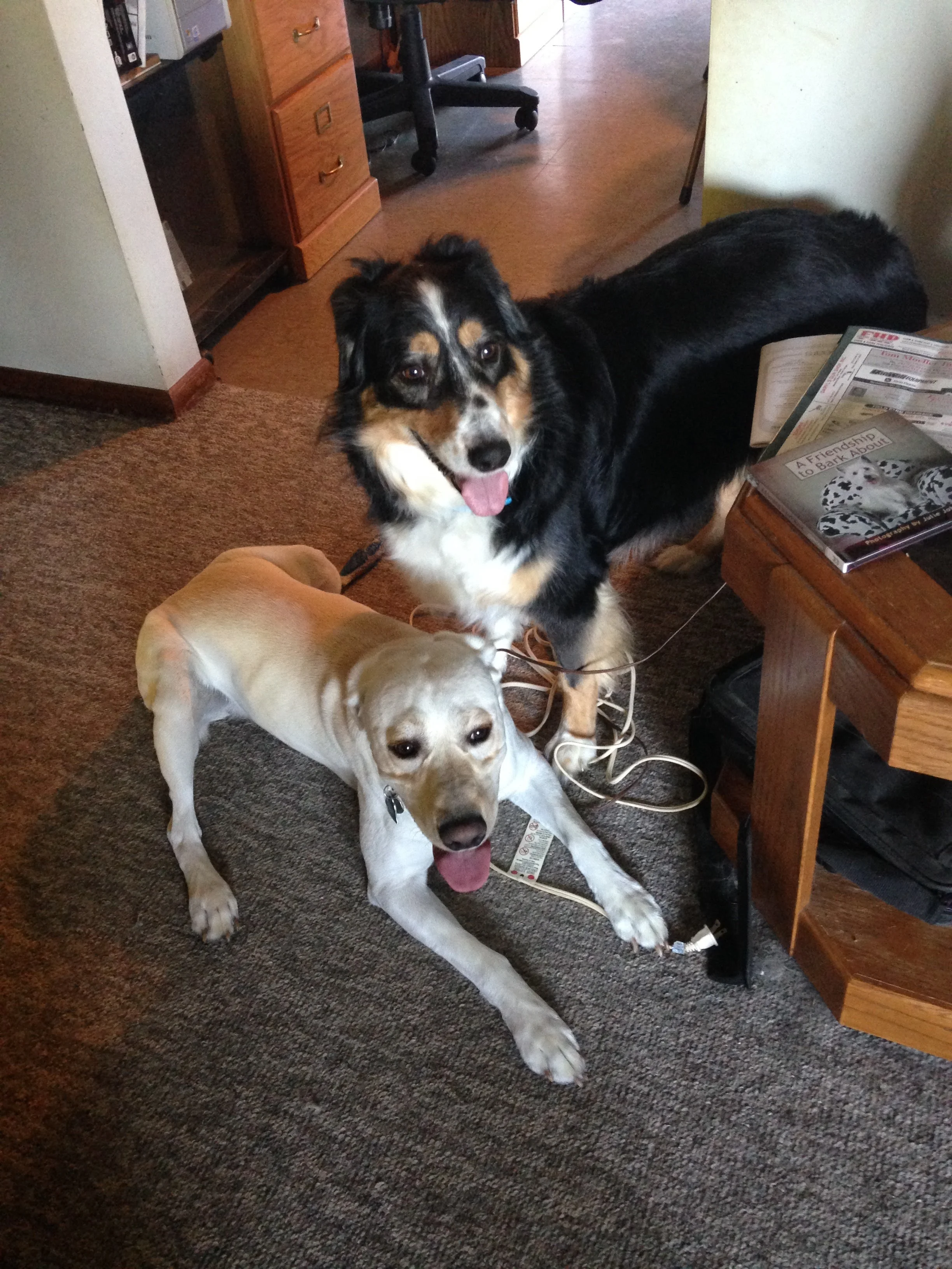 Willy-and-Dog-Cousins.jpg