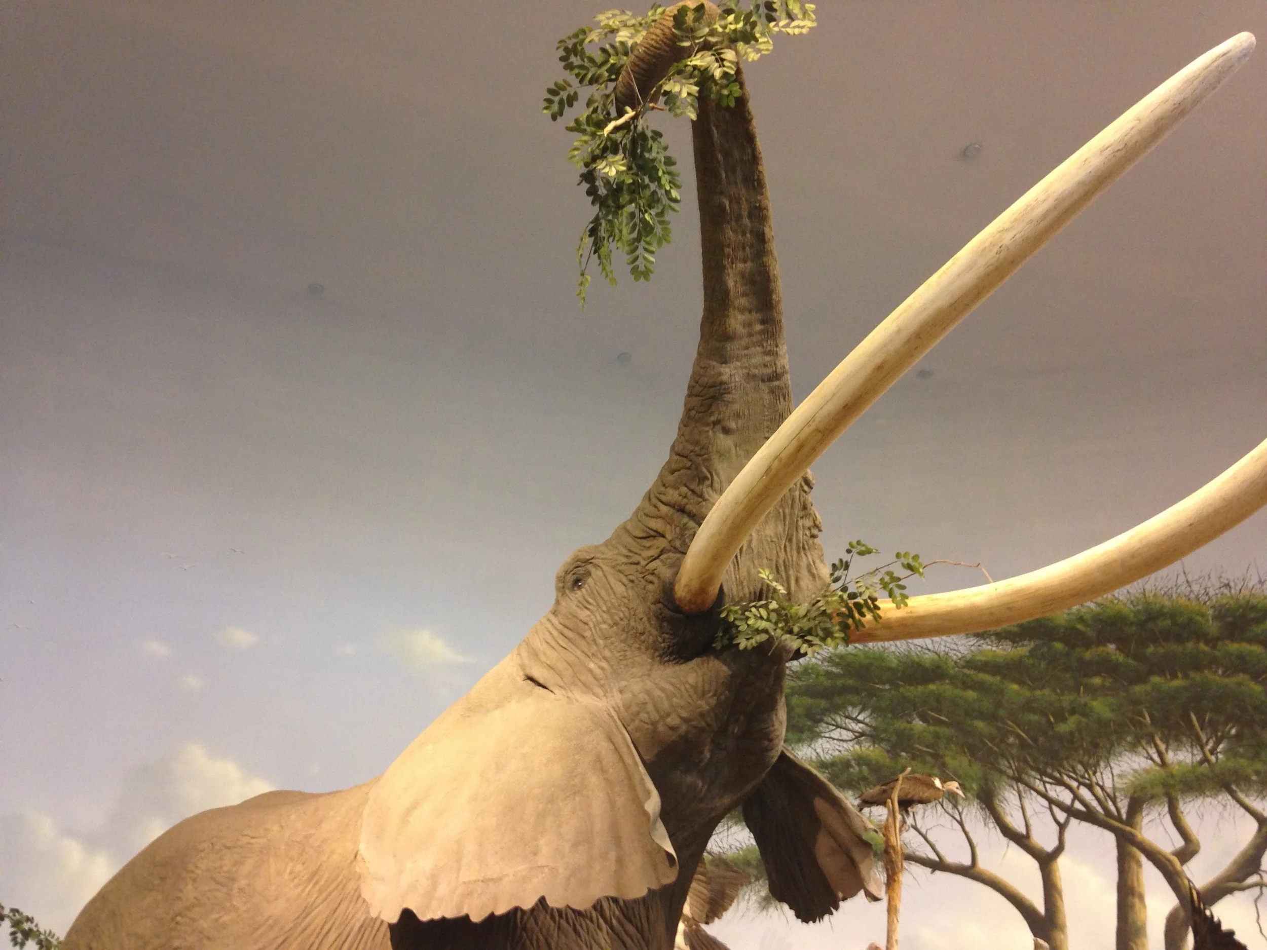 Cabelas-Animals.jpg