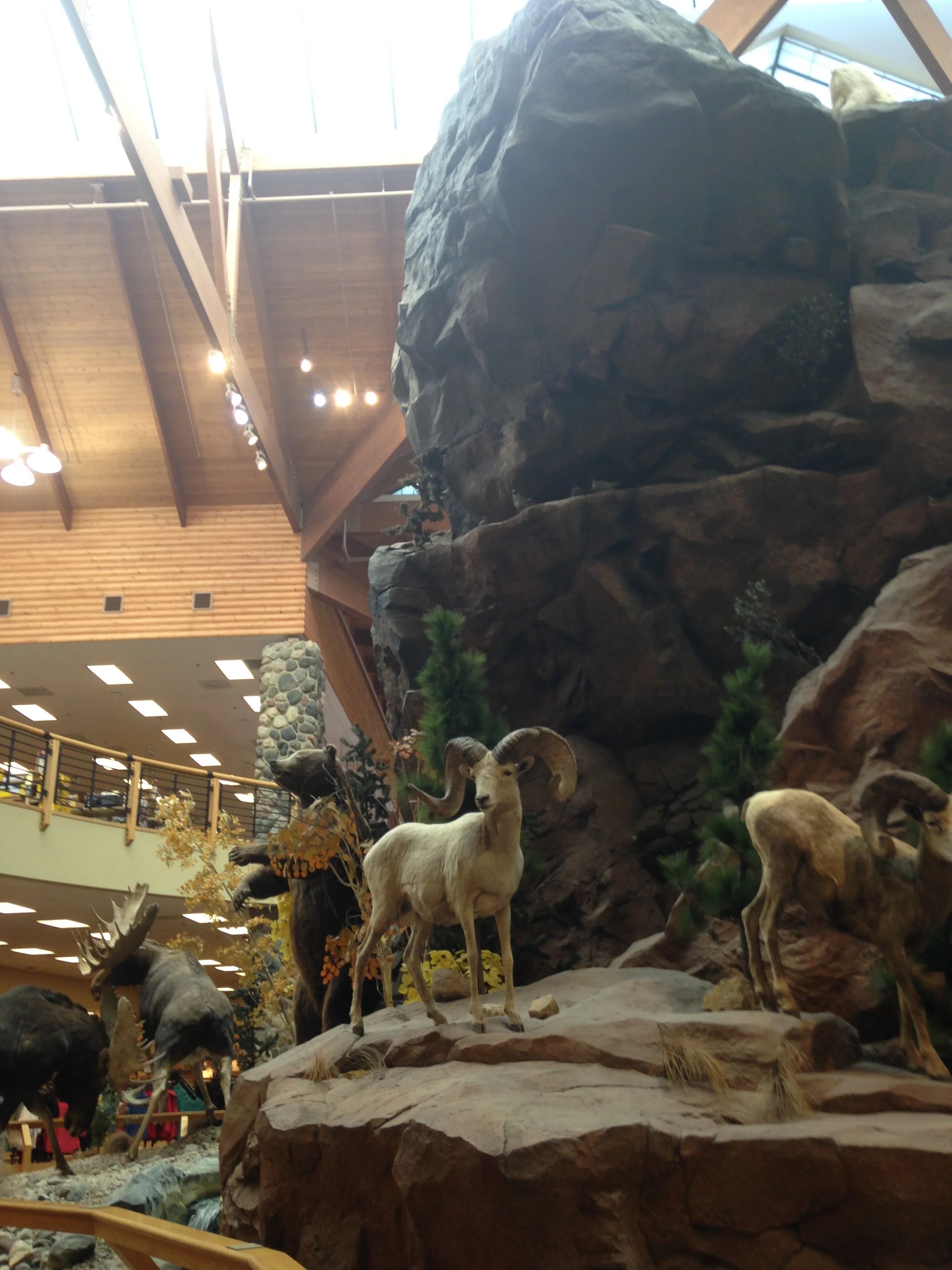 Cabelas-Animals.jpg