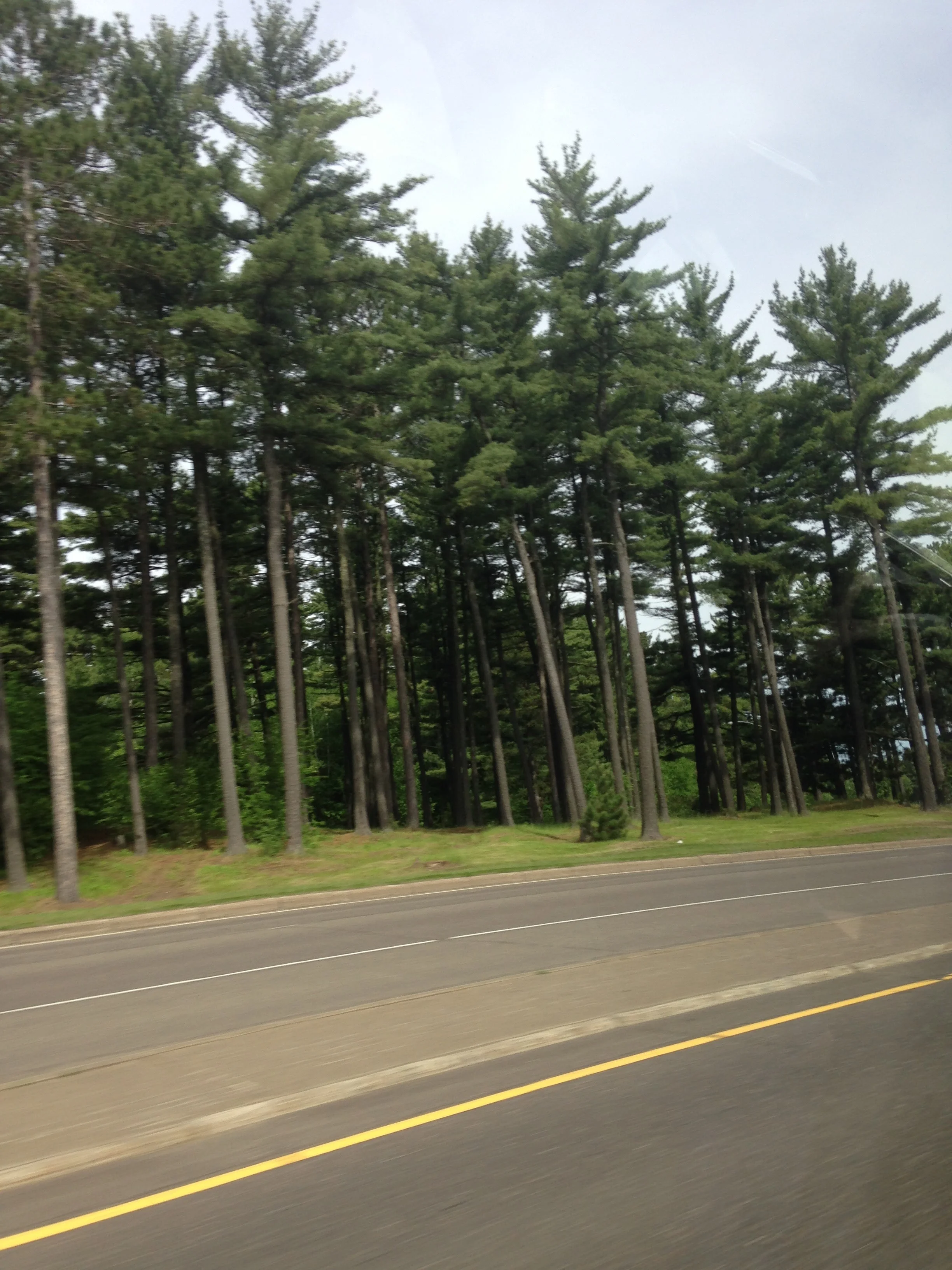 Minnesota-Trees.jpg
