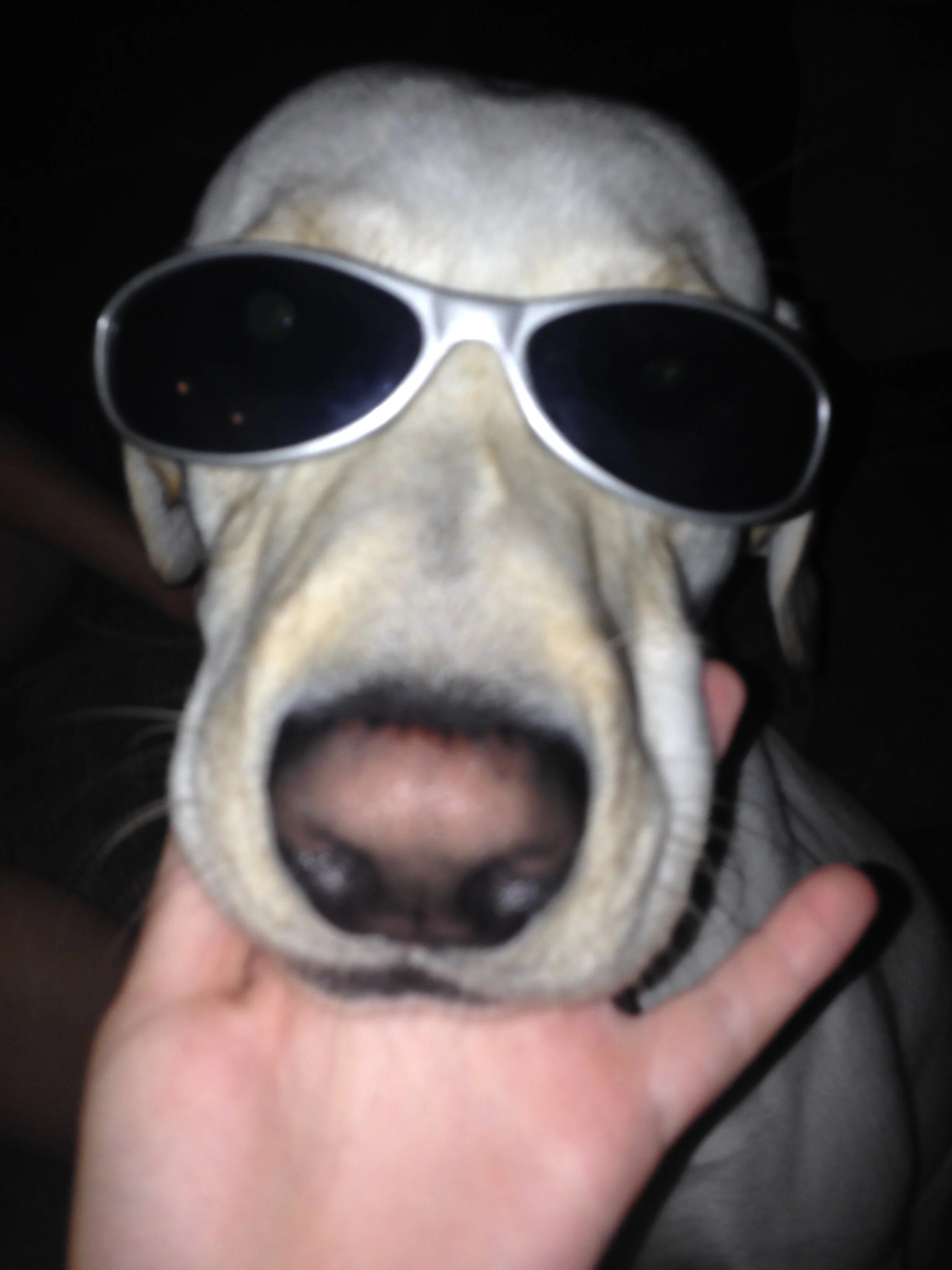 Willy-Dog-with-Sunglasses.jpg