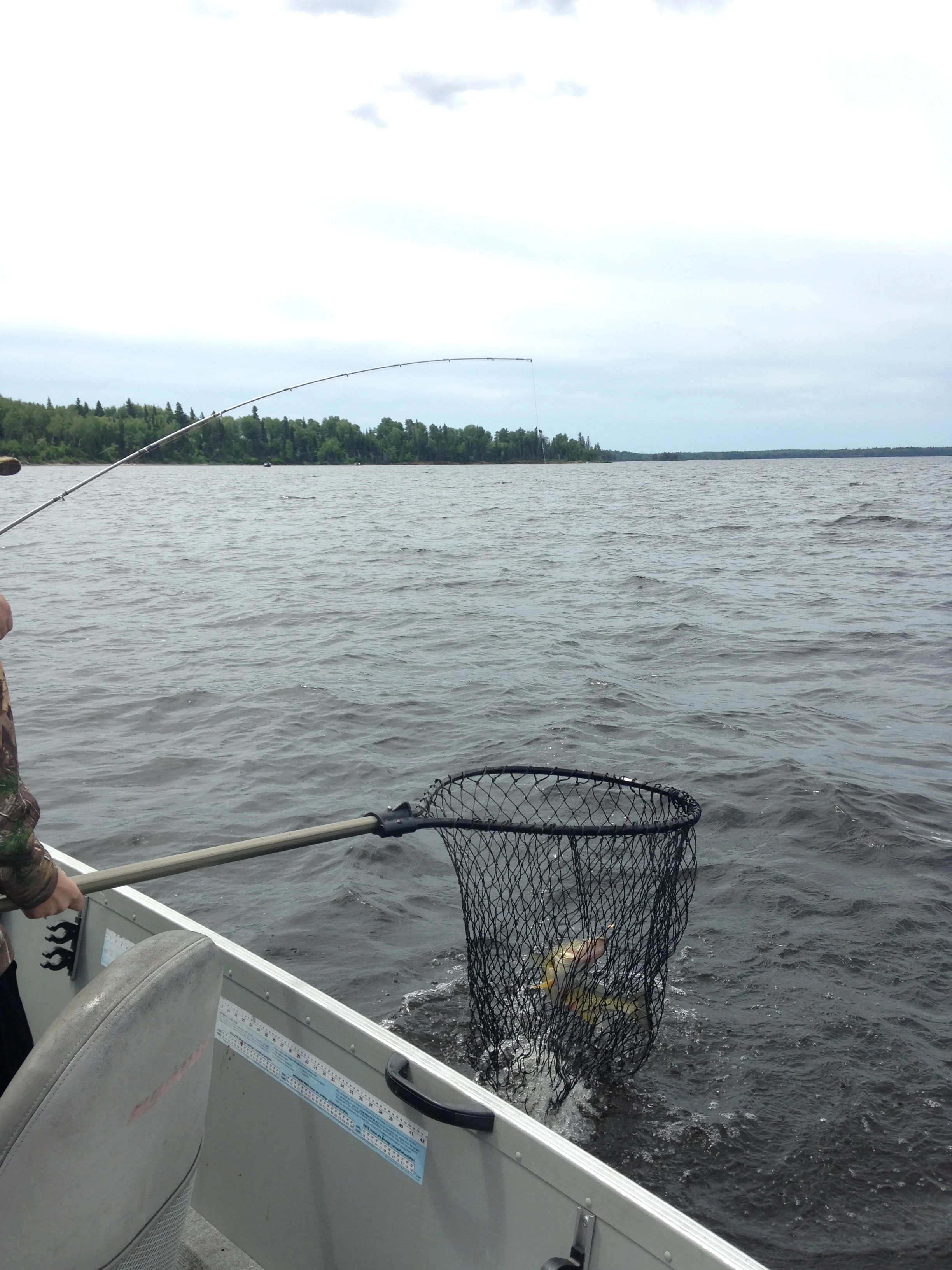 Netting-Fish.jpg