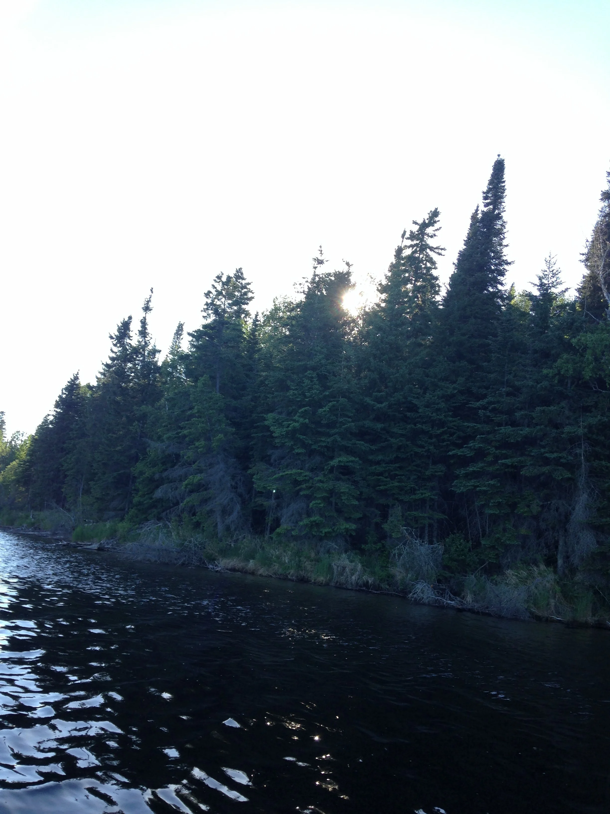 Canada-Trees-and-Sunshine.jpg