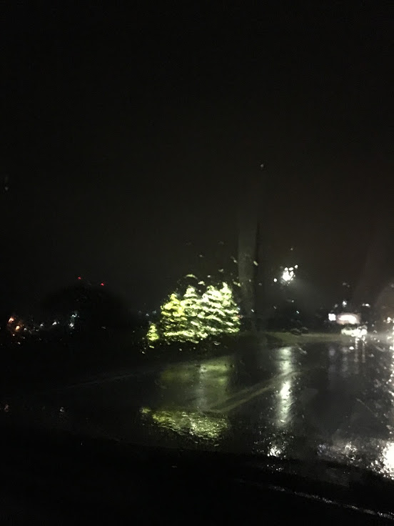 Christmas-Trees.jpg