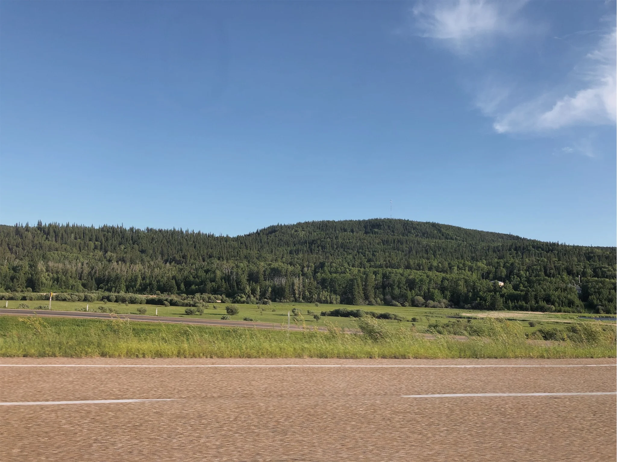 alberta-trees.jpg