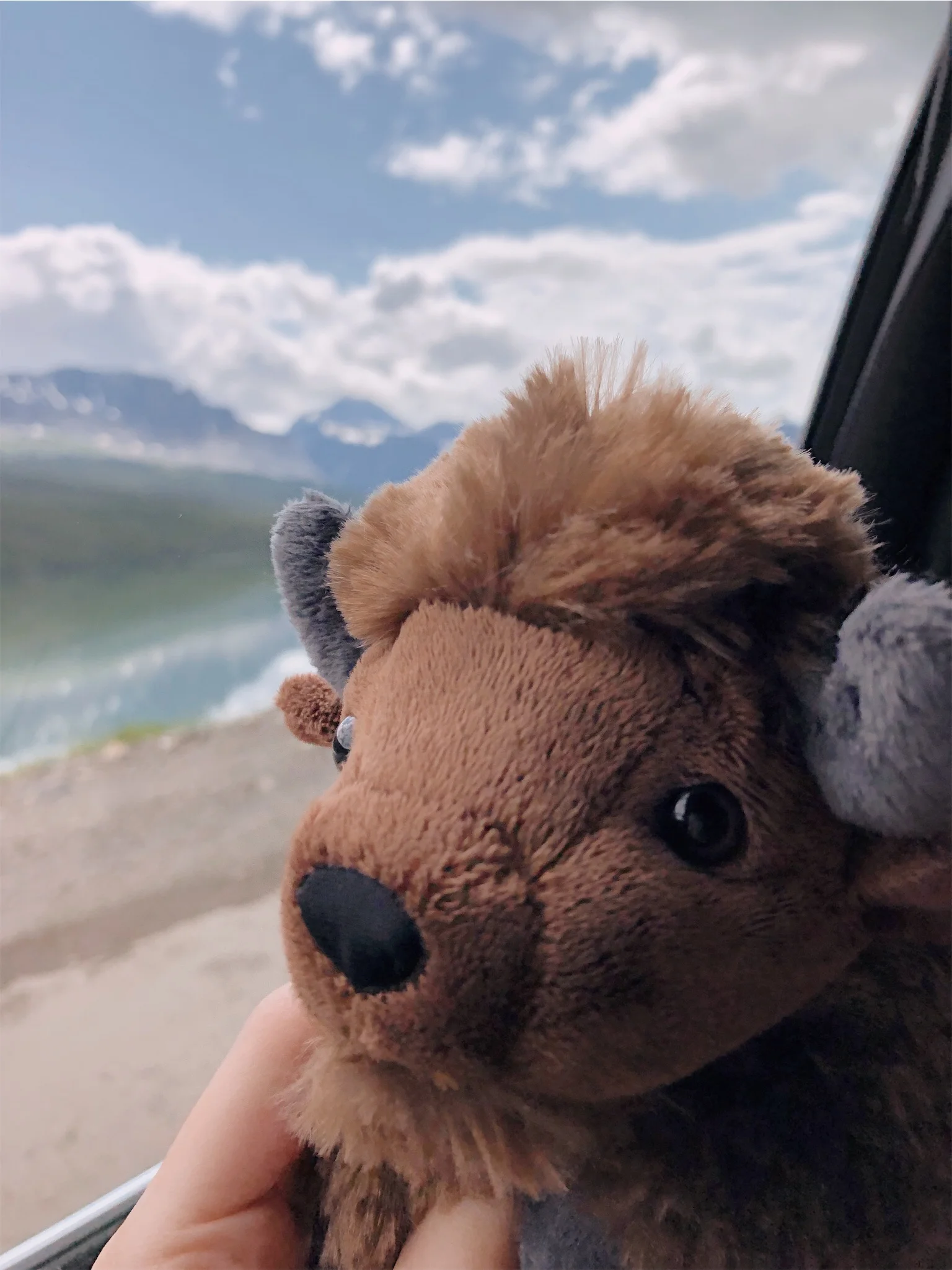 Stuffed buffalo Glacier National Park.jpg