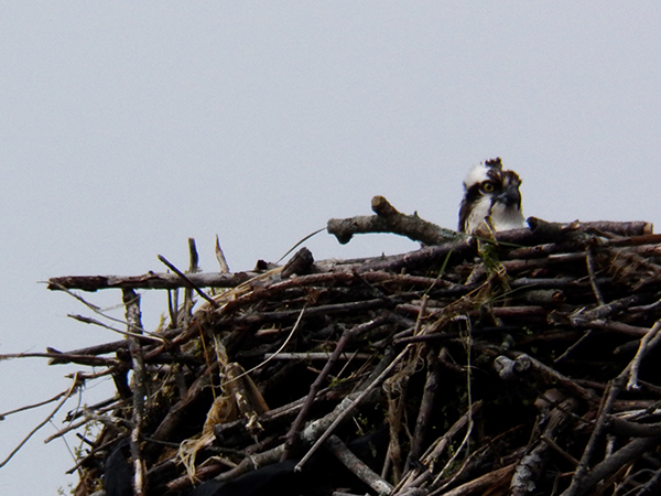 9 - OH...and, we have Ospreys!
