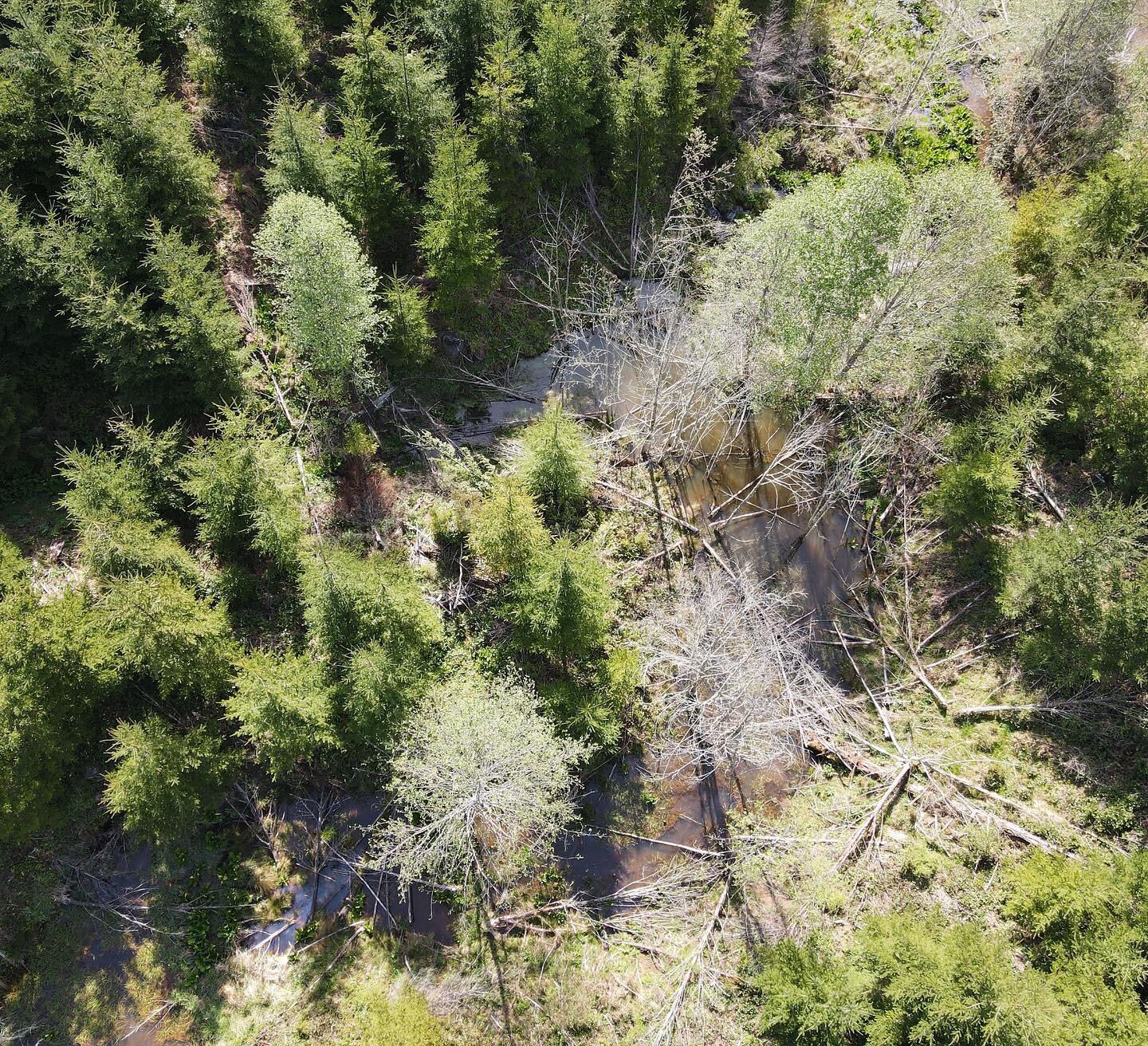 Using a drone, we got some great views of this complex of beaver dams along a small stream near North Plains, OR. The beavers have transformed a small, non-fish-bearing stream into a series of wetlands and ponds, benefiting amphibians, songbirds, and